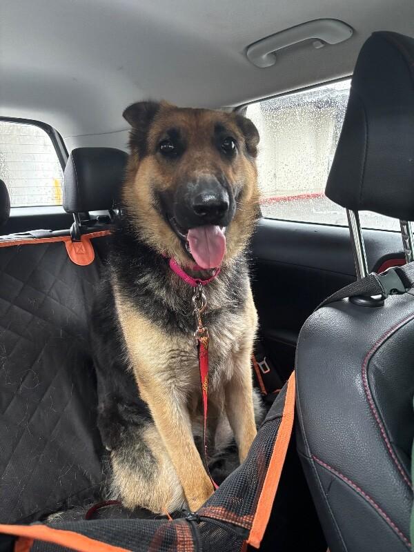 Enlarge Adele, a Adoptable German Shepherd Dog in renton, WA image 6/6