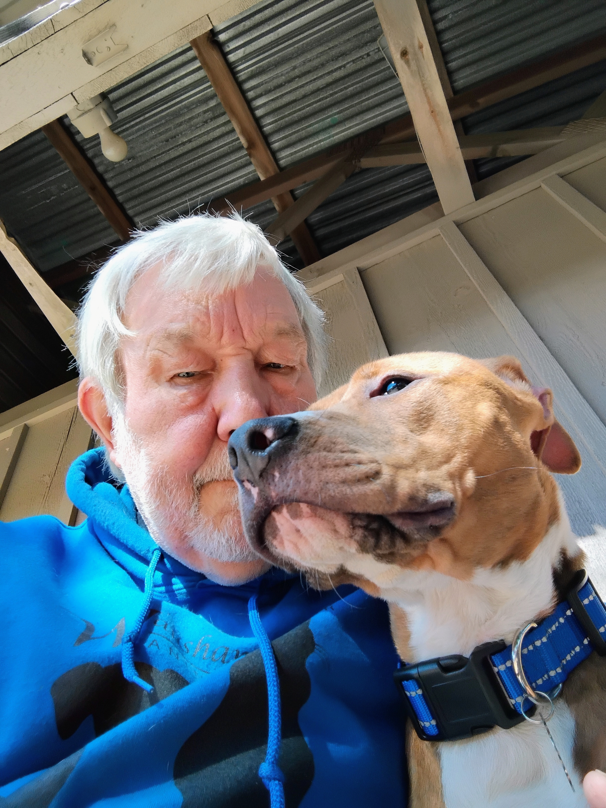 Enlarge Honey, a Adopted American Staffordshire Terrier in Wautoma, WI image 2/4