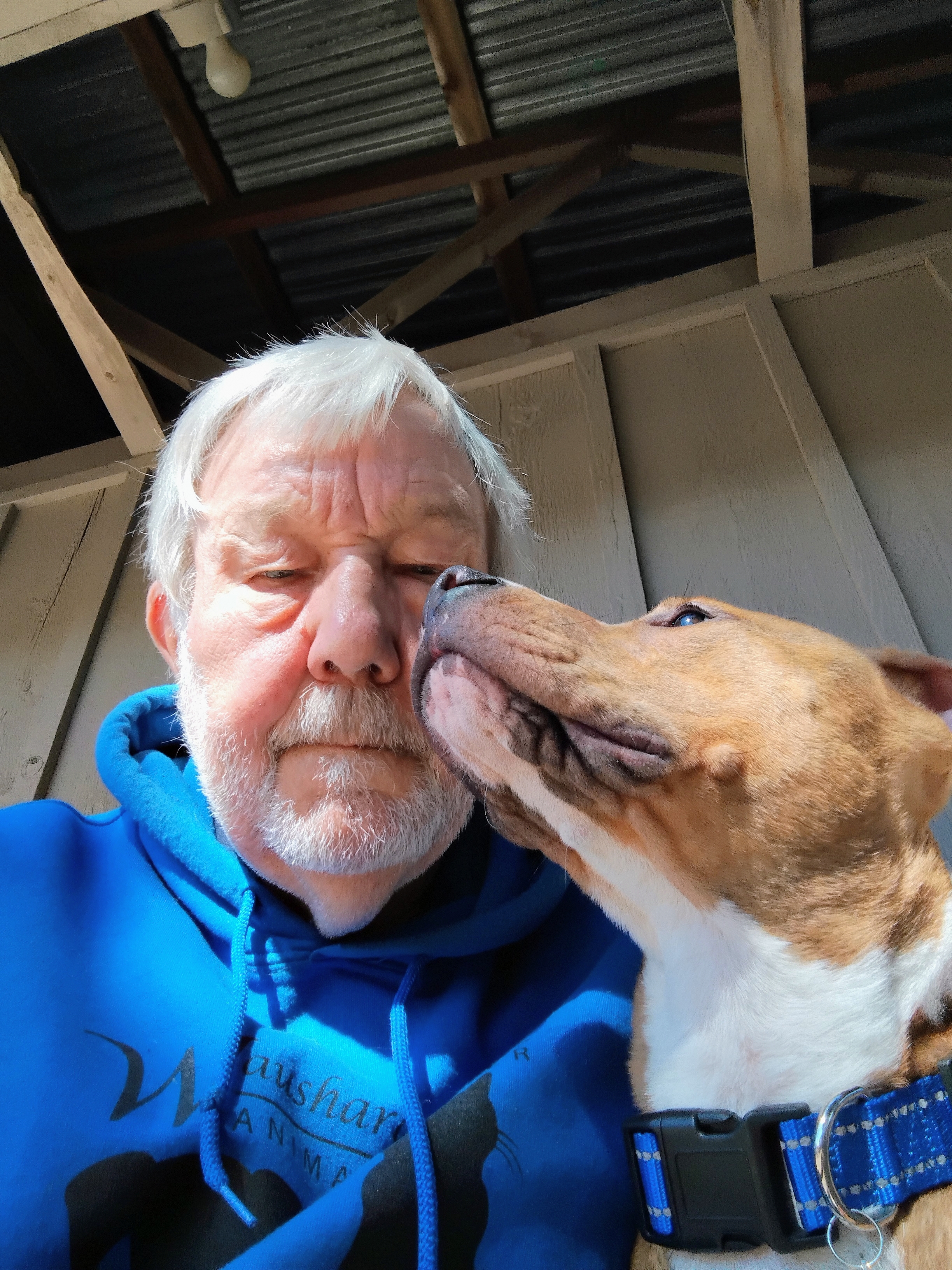 Enlarge Honey, a Adopted American Staffordshire Terrier in Wautoma, WI image 4/4