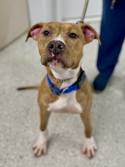 Enlarge Honey, a Adopted American Staffordshire Terrier in Wautoma, WI image 3/4