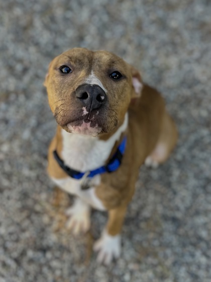 Honey, Adopted, Young Female American Staffordshire Terrier.
