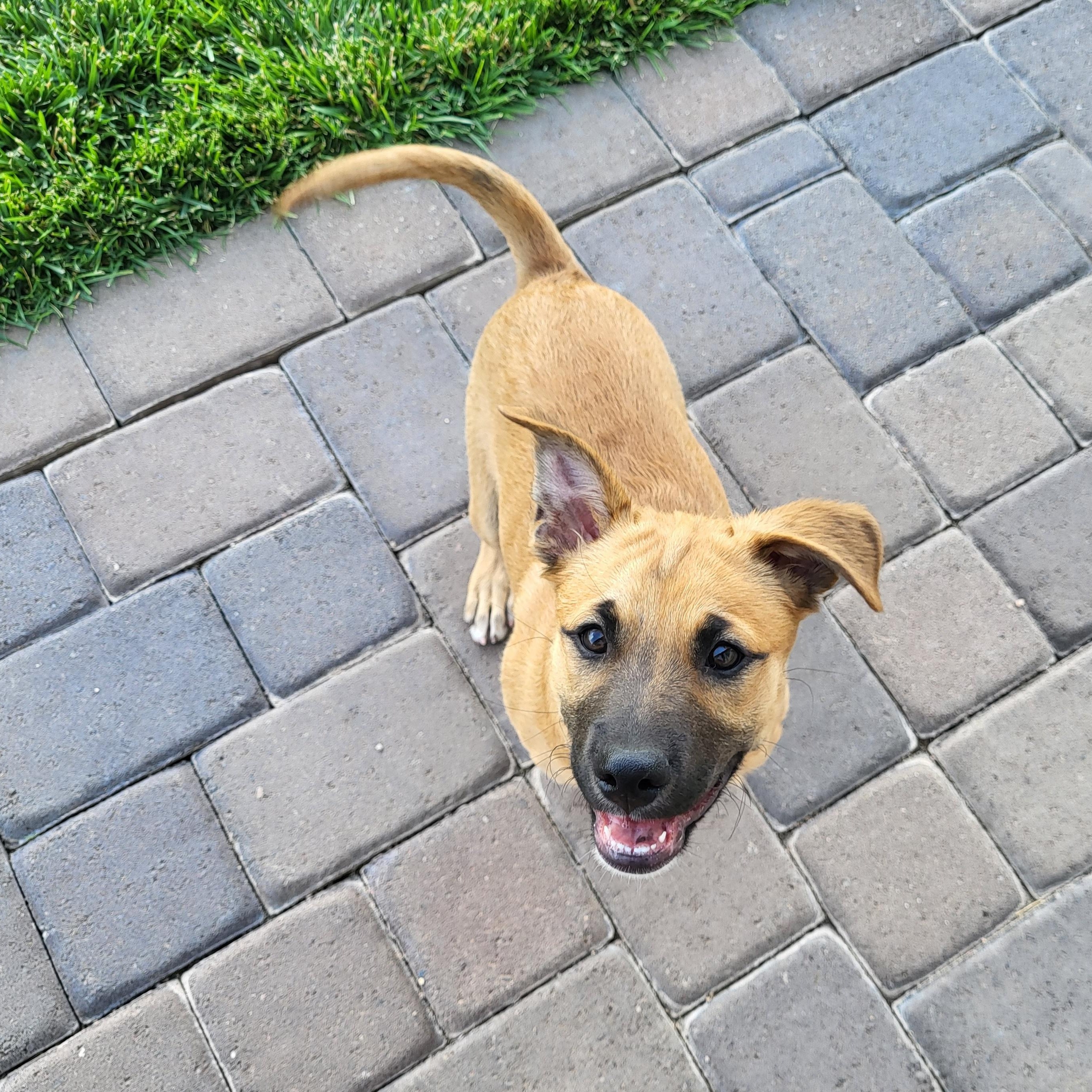 Enlarge Dakota, a Adoptable Mixed Breed in Chino valley, AZ image 1/2