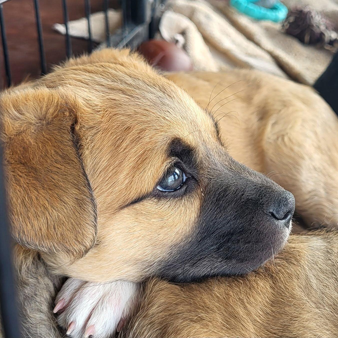 Enlarge Dakota, a ADOPTABLE Mixed Breed in Chino valley, AZ image 1/1