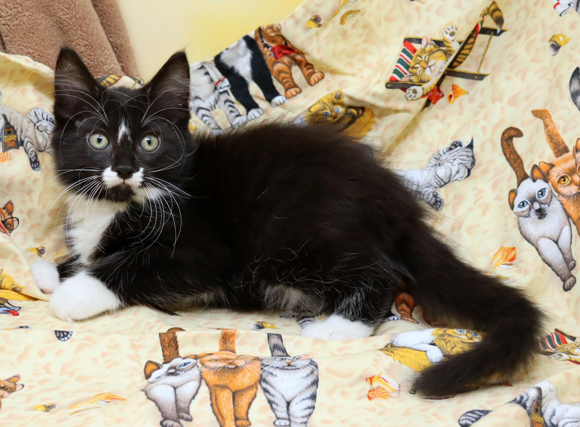 Sebastian, an adopted Domestic Short Hair in Tierra Verde, FL image 3/4