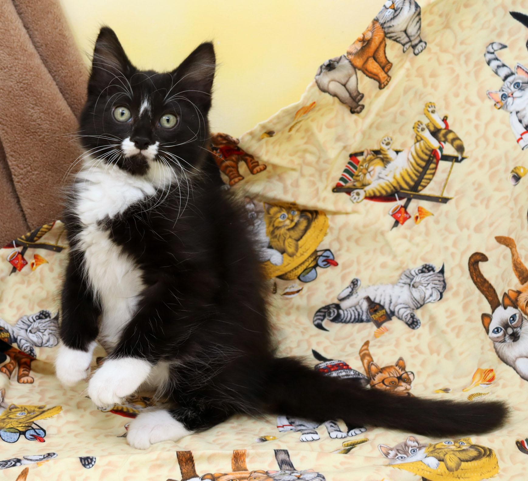 Sebastian, an adopted Domestic Short Hair in Tierra Verde, FL image 4/4