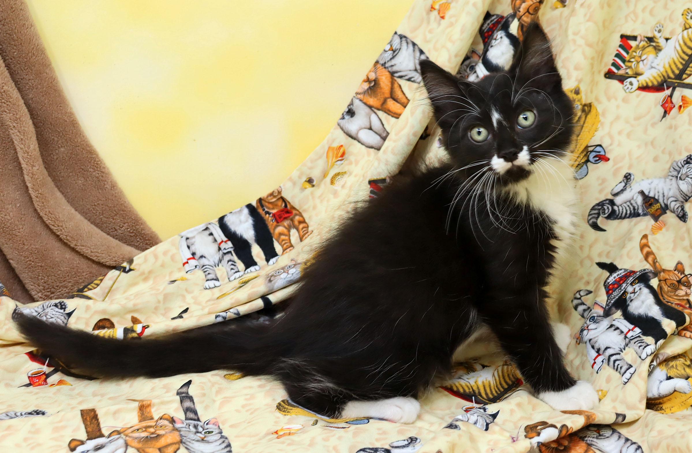 Sebastian, an adopted Domestic Short Hair in Tierra Verde, FL image 2/4