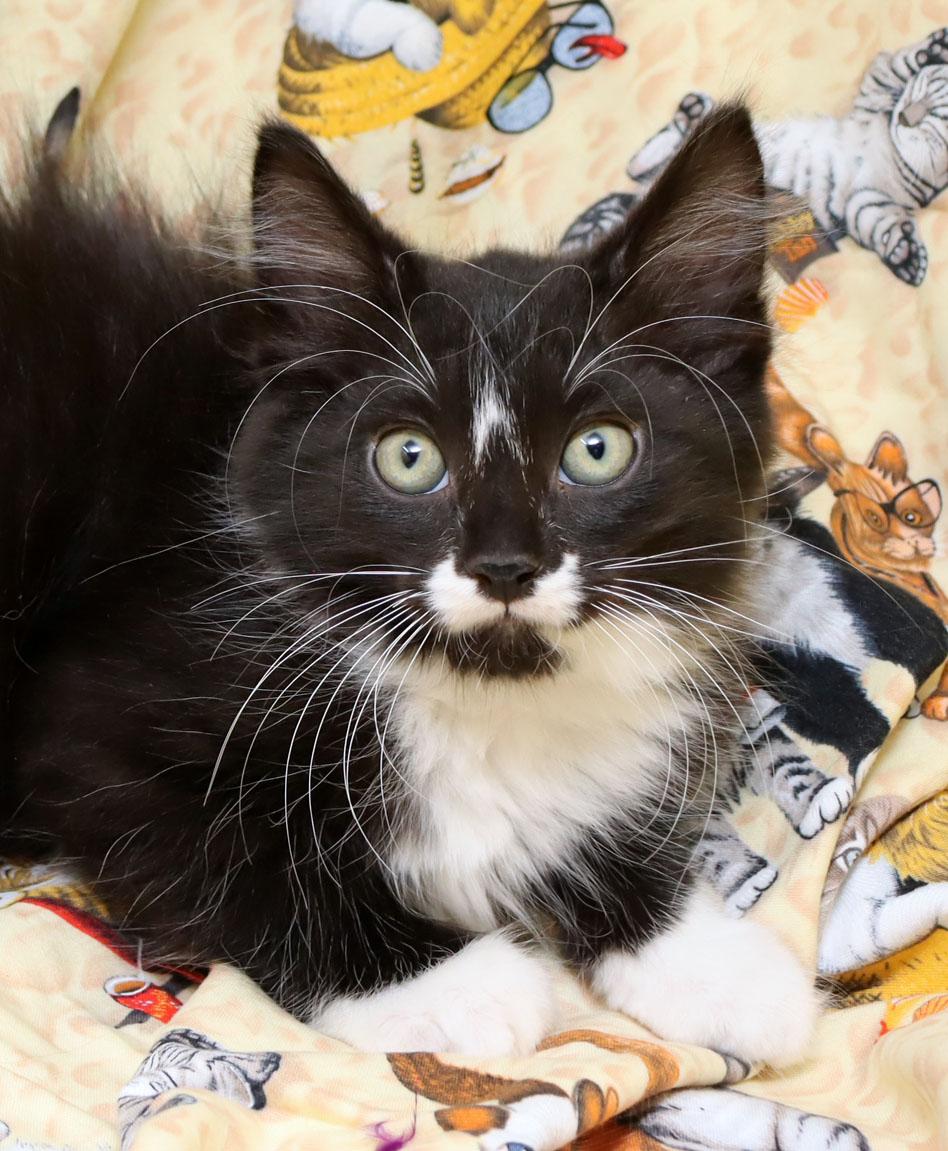 Sebastian, adopted, Kitten Male Domestic Short Hair.