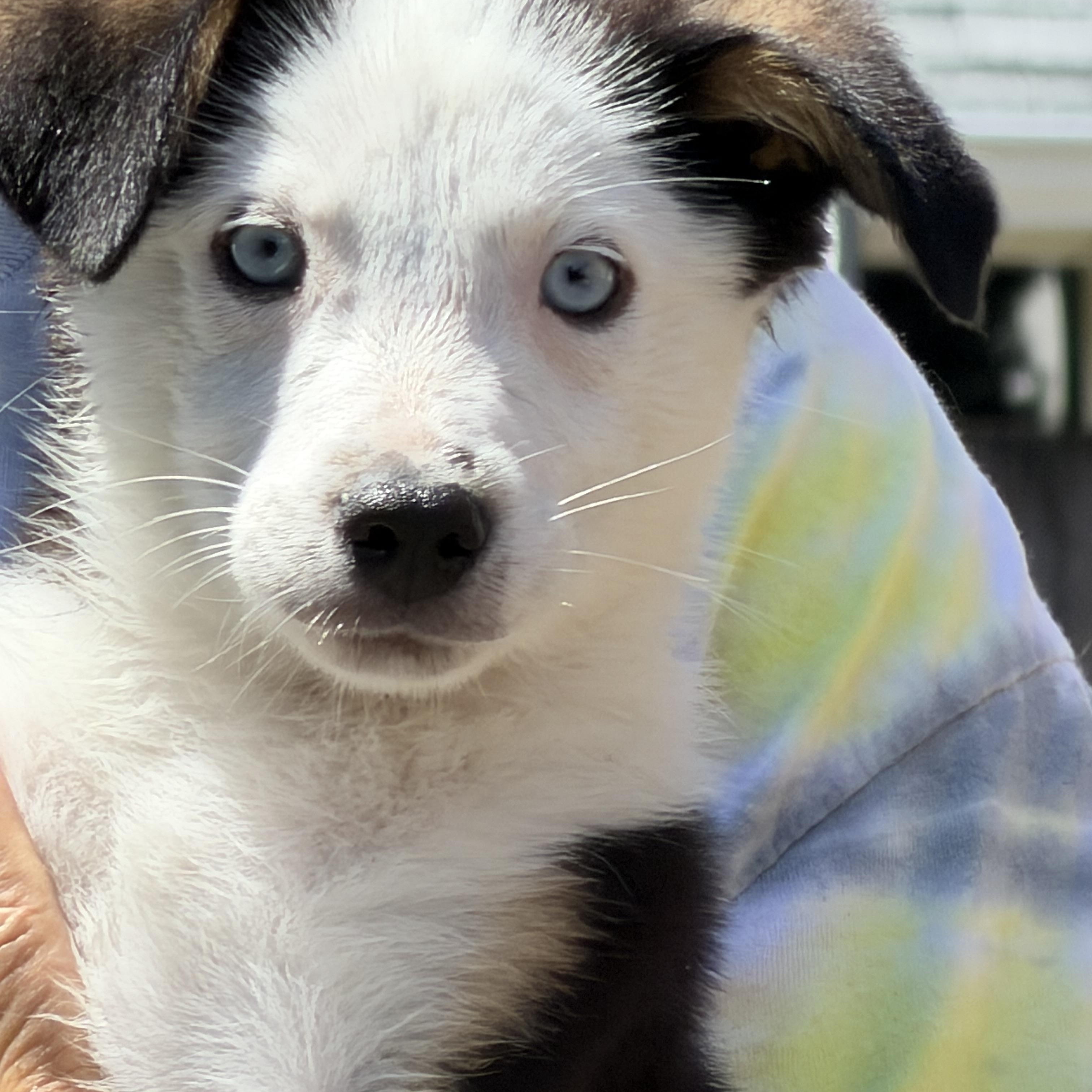 Barbie, an adoptable Anatolian Shepherd in Olympia, WA image 2/6
