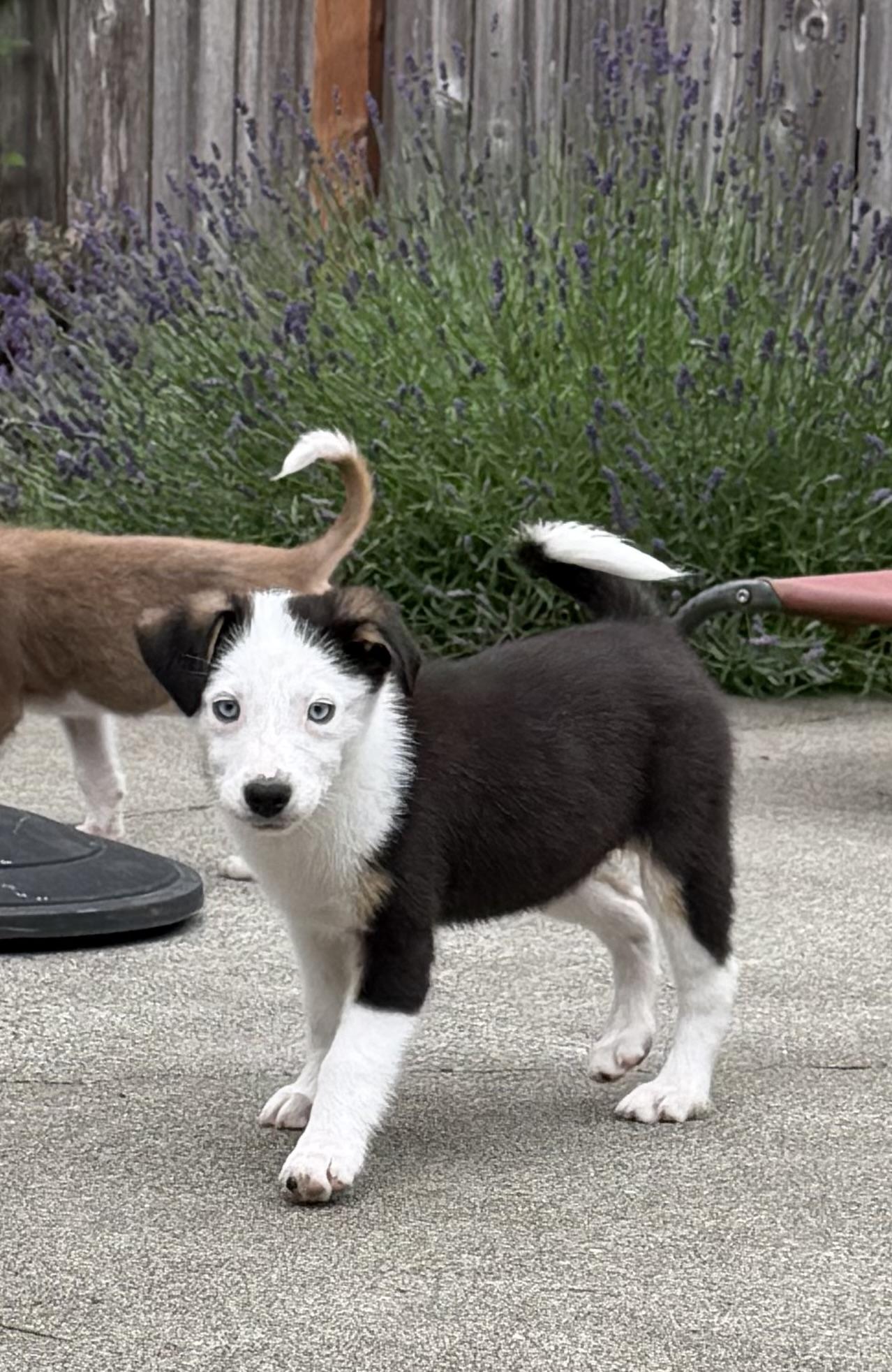 Barbie, adoptable, Puppy Female Anatolian Shepherd.