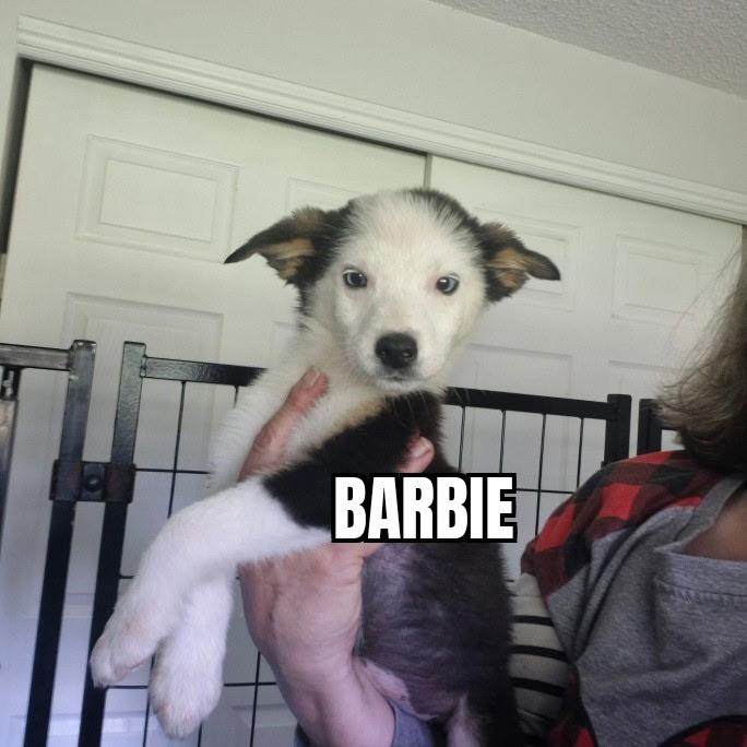 Barbie, an adoptable Anatolian Shepherd in Olympia, WA image 3/6