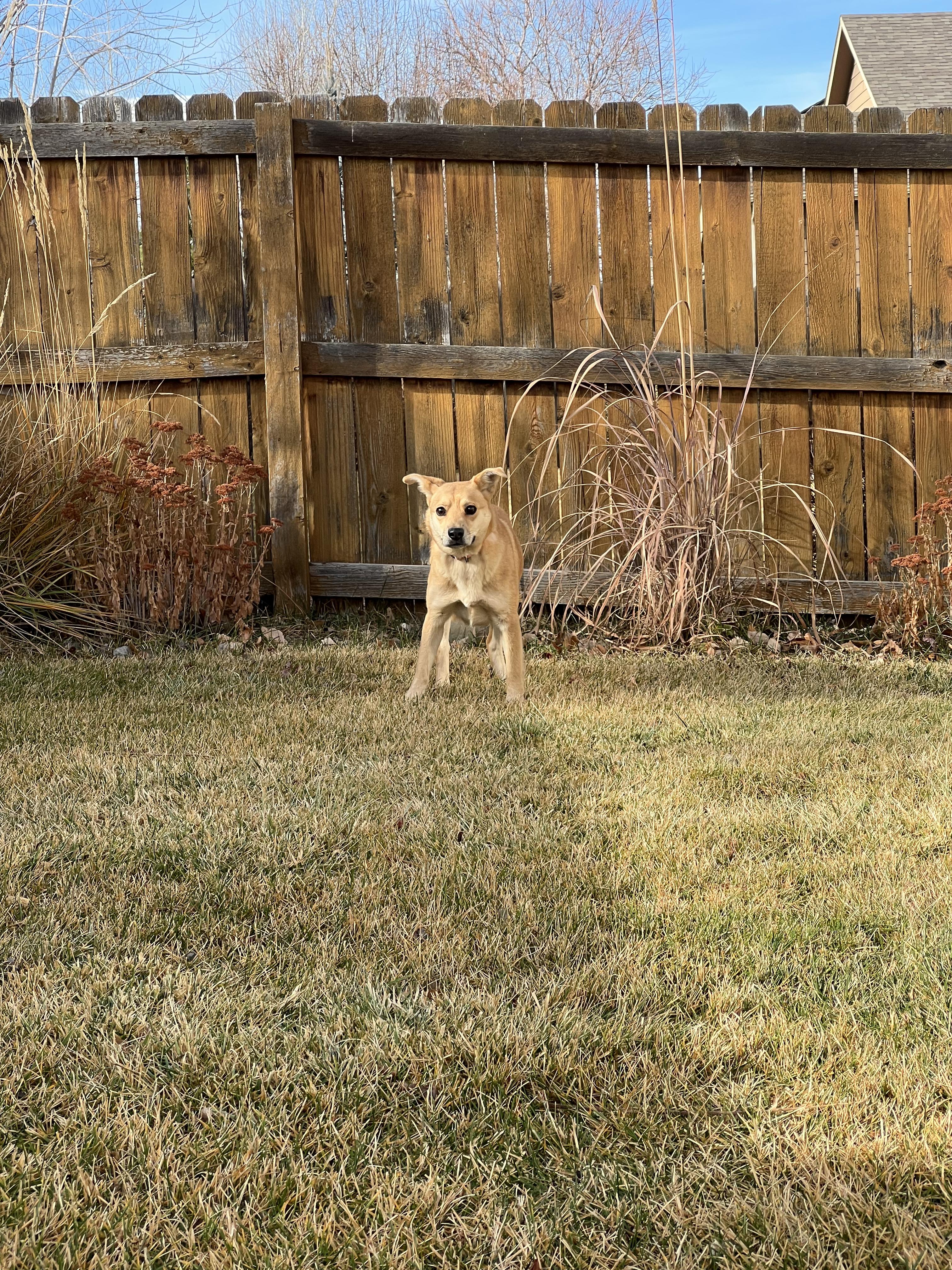 Enlarge Teddie, a ADOPTABLE mixed breed in Fort Collins, CO image 4/6