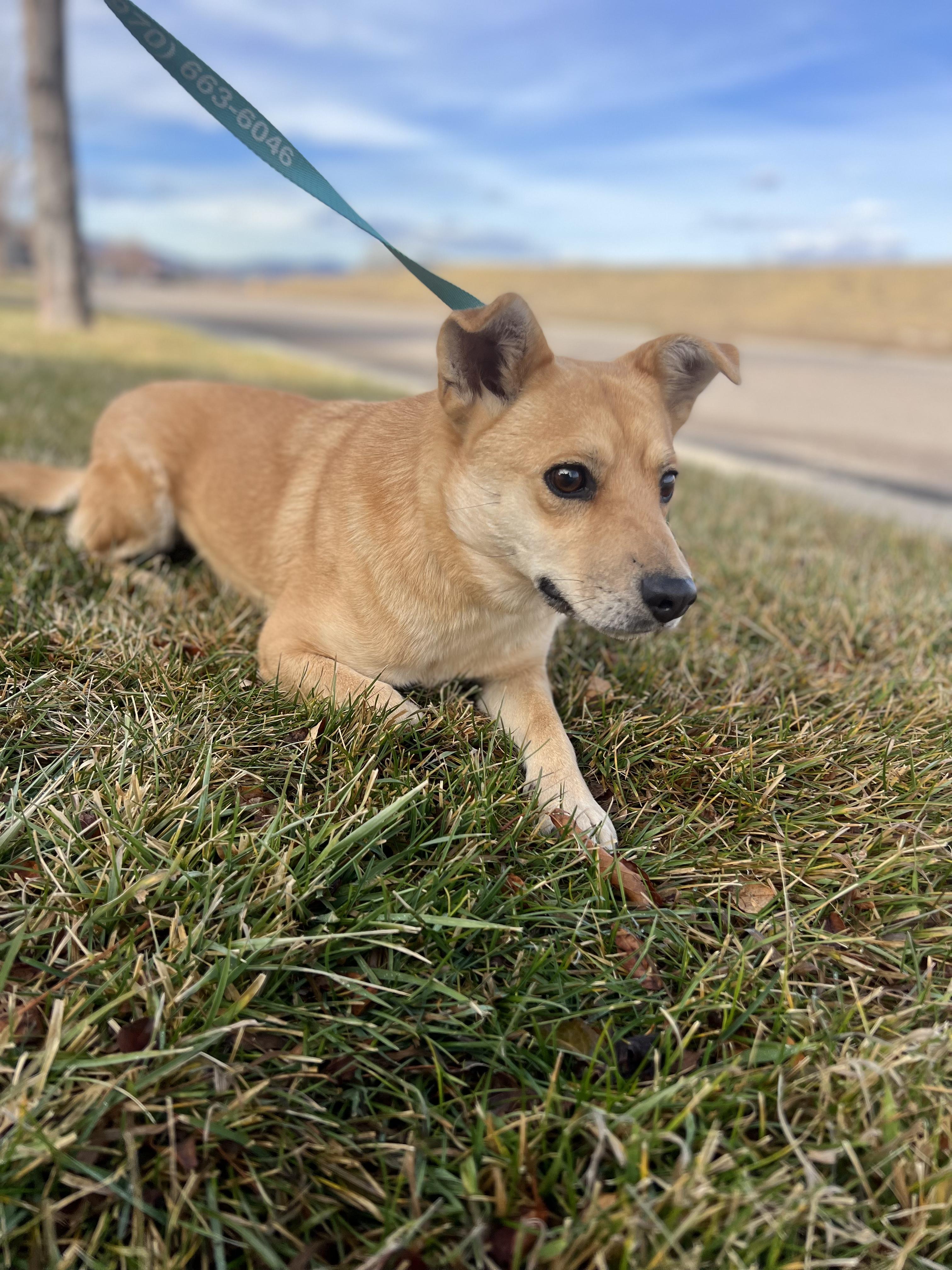 Enlarge Teddie, a ADOPTABLE mixed breed in Fort Collins, CO image 3/6