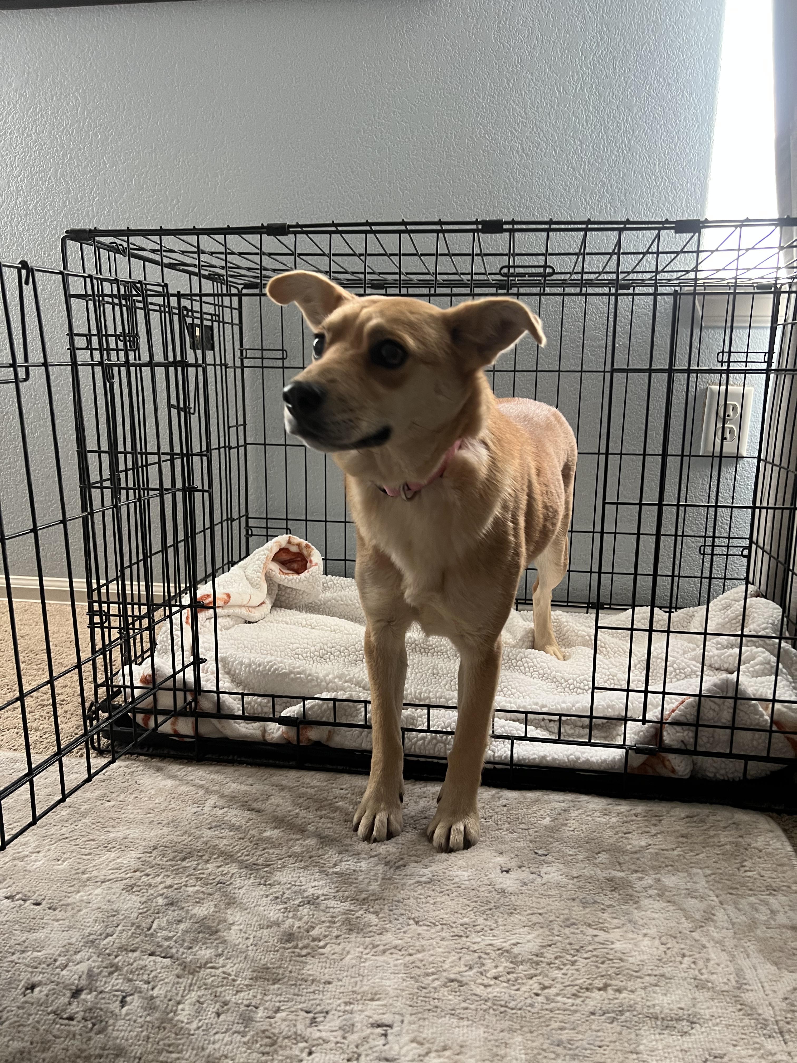 Enlarge Teddie, a ADOPTABLE mixed breed in Fort Collins, CO image 5/6