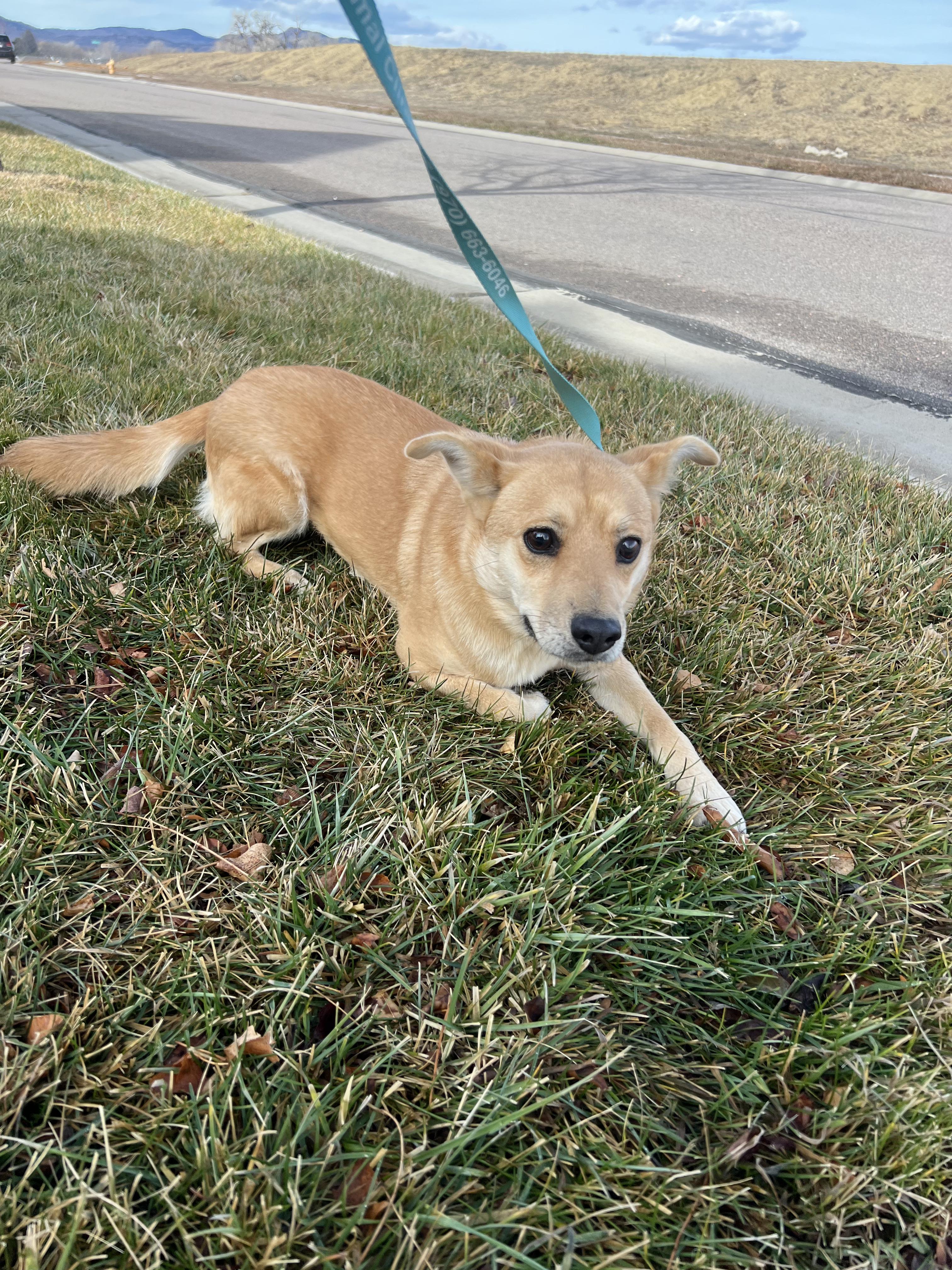 Teddie, ADOPTABLE, Adult Female Chihuahua.