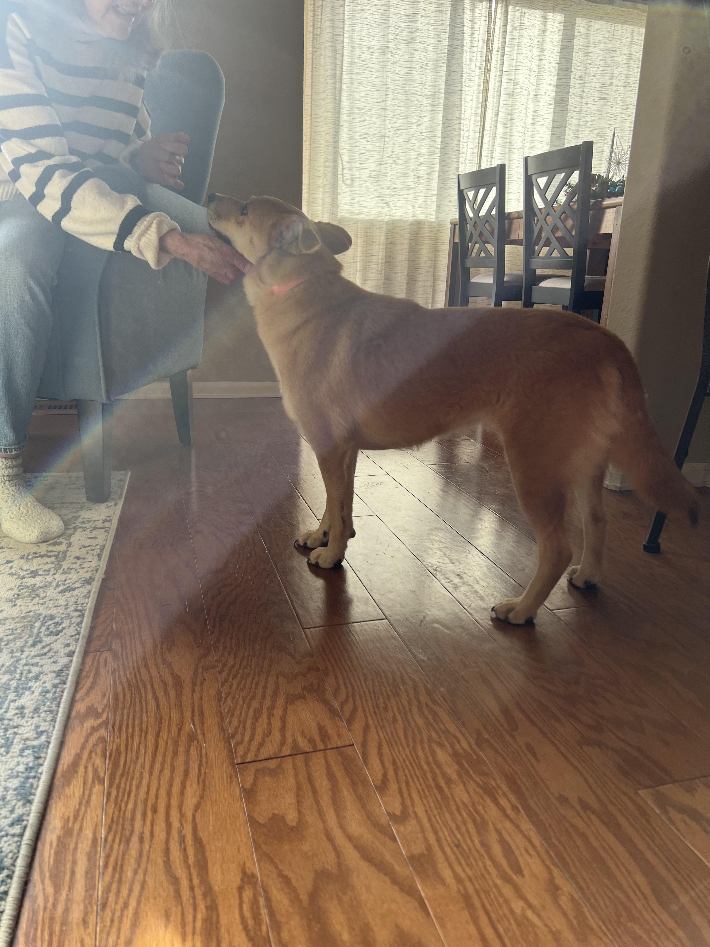 Enlarge Teddie, a ADOPTABLE mixed breed in Fort Collins, CO image 6/6