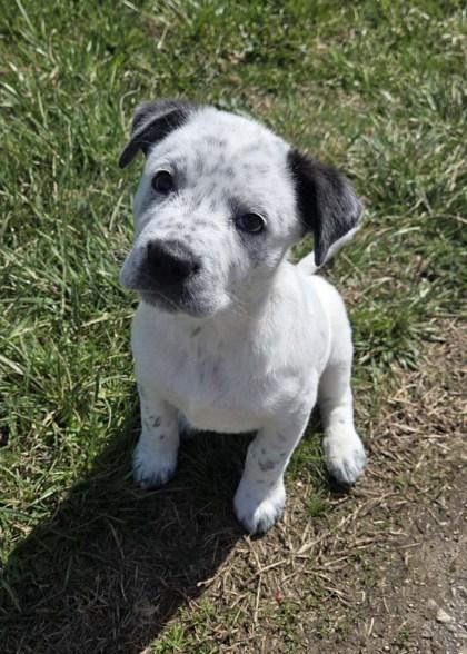 Bonnie, Adoptable, Adult Female Cattle Dog & Mixed Breed.