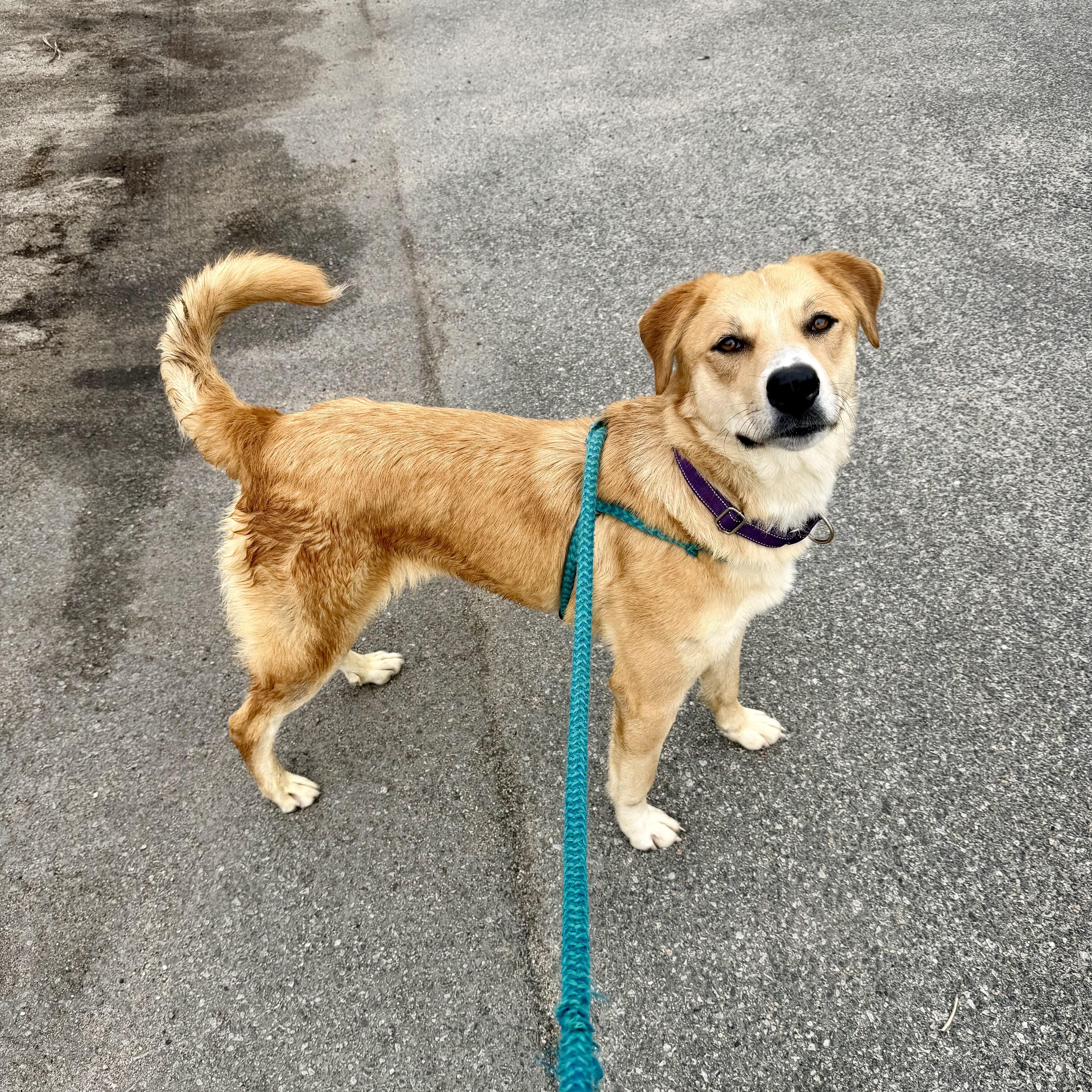 Enlarge PETUNIA, a Adoptable mixed breed in Cranston, RI image 1/3