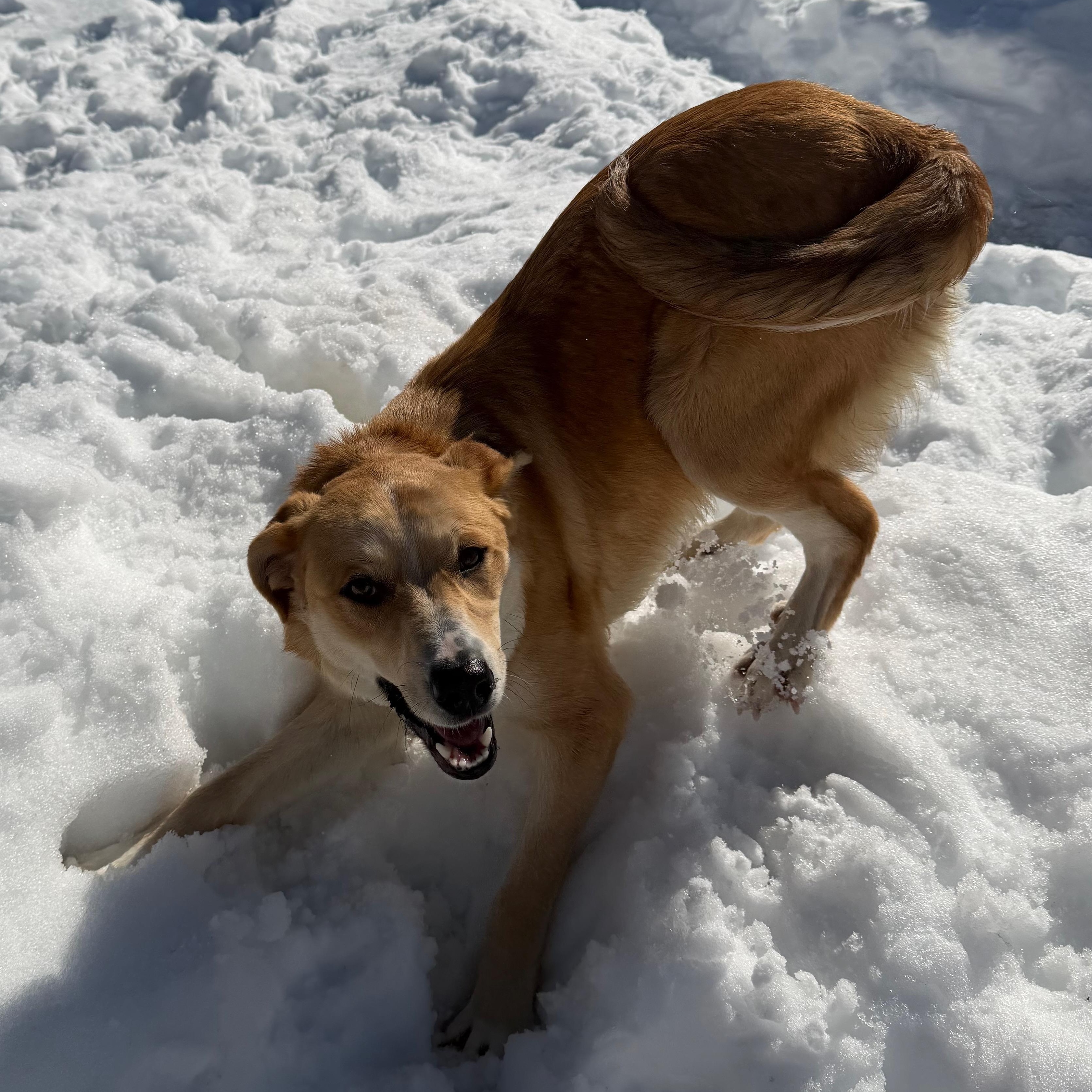 Enlarge PETUNIA, a Adoptable mixed breed in Cranston, RI image 2/2