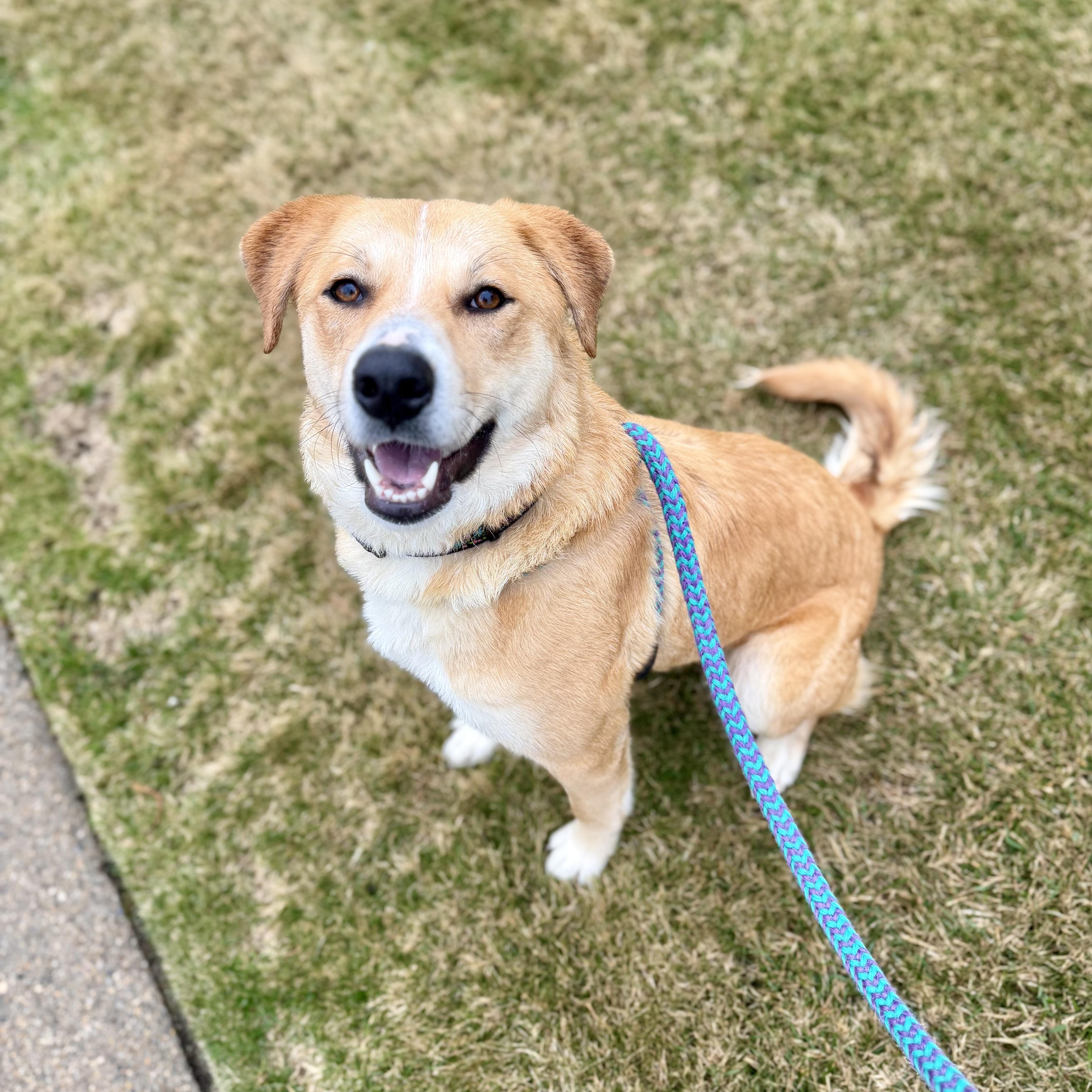 PETUNIA, Adoptable, Young Female Golden Retriever.