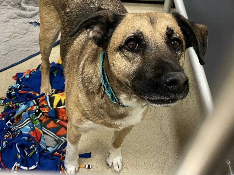Enlarge SHADOW, a Adoptable mixed breed in Chapel Hill, NC image 1/1