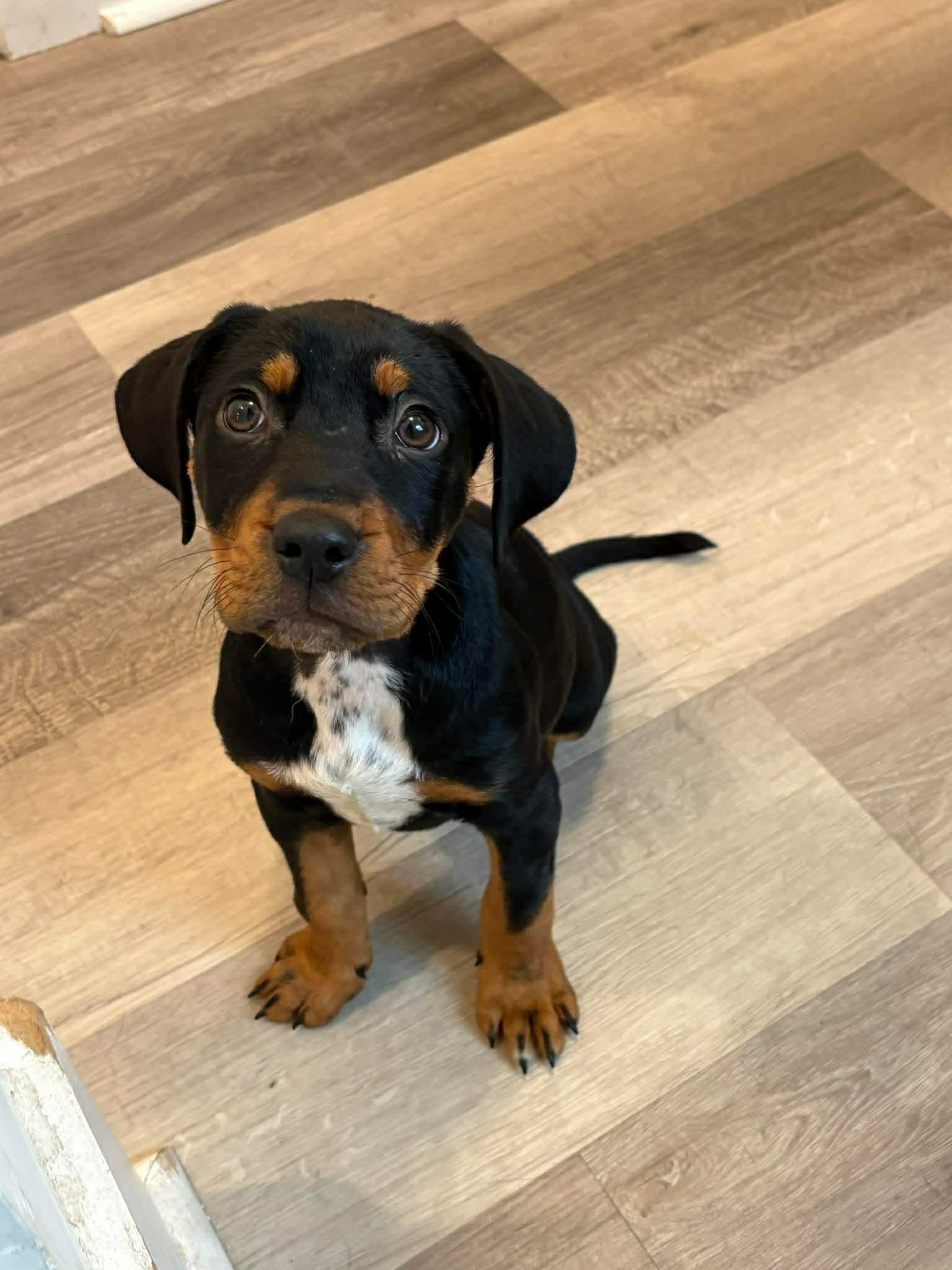Bashful, Adoptable, Puppy Male Hound.