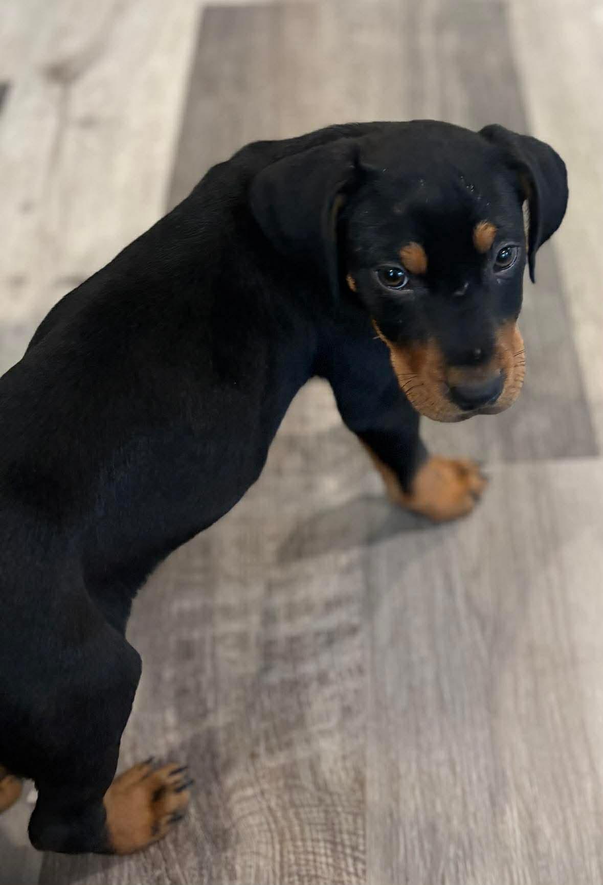 Enlarge Bashful, a Adoptable Hound in Mount Pleasant, SC image 2/2