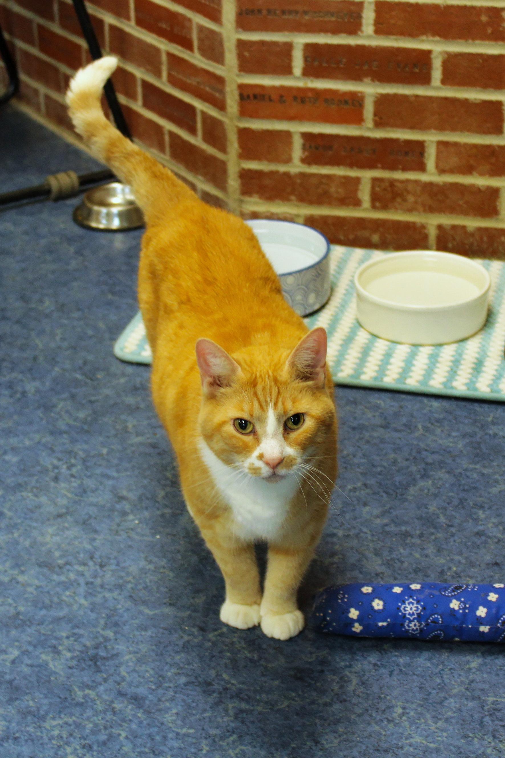 Buddy, a ADOPTABLE Domestic Short Hair in Urbana, OH image 3/6