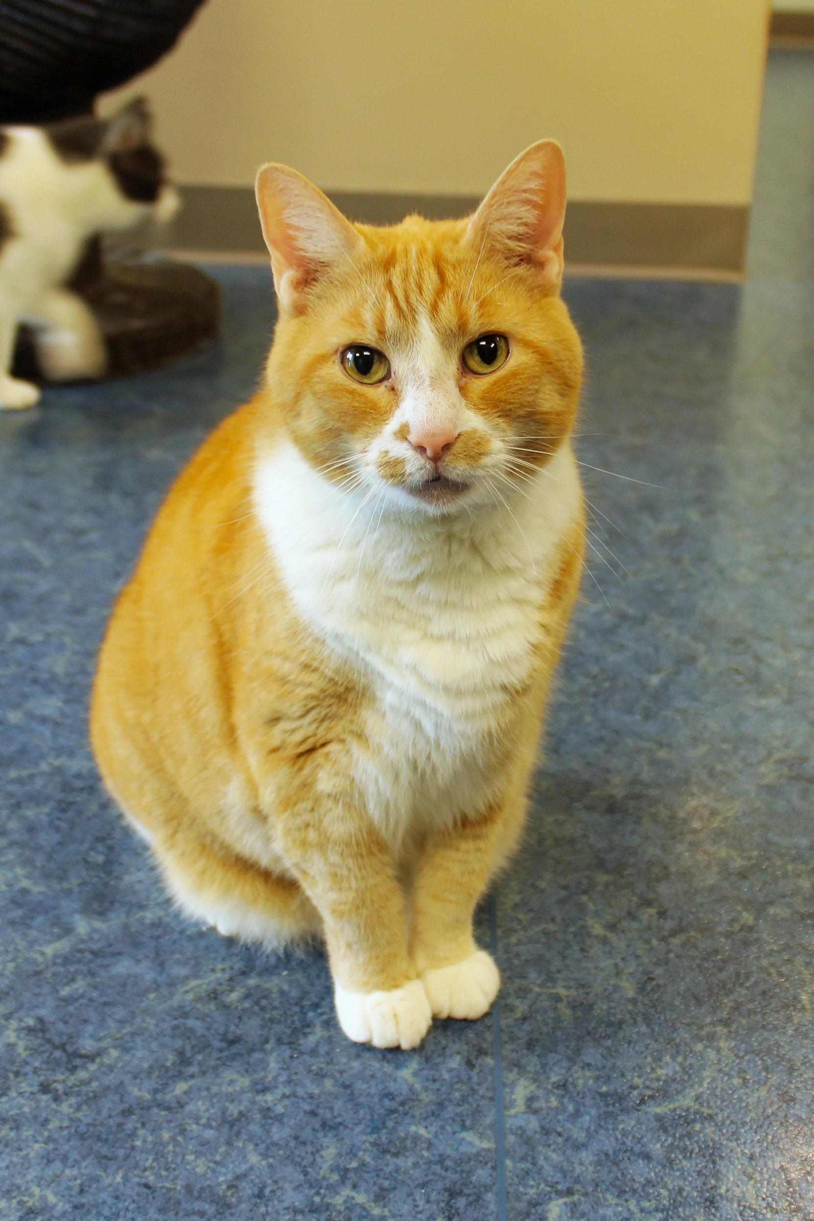 Buddy, a ADOPTABLE Domestic Short Hair in Urbana, OH image 5/6
