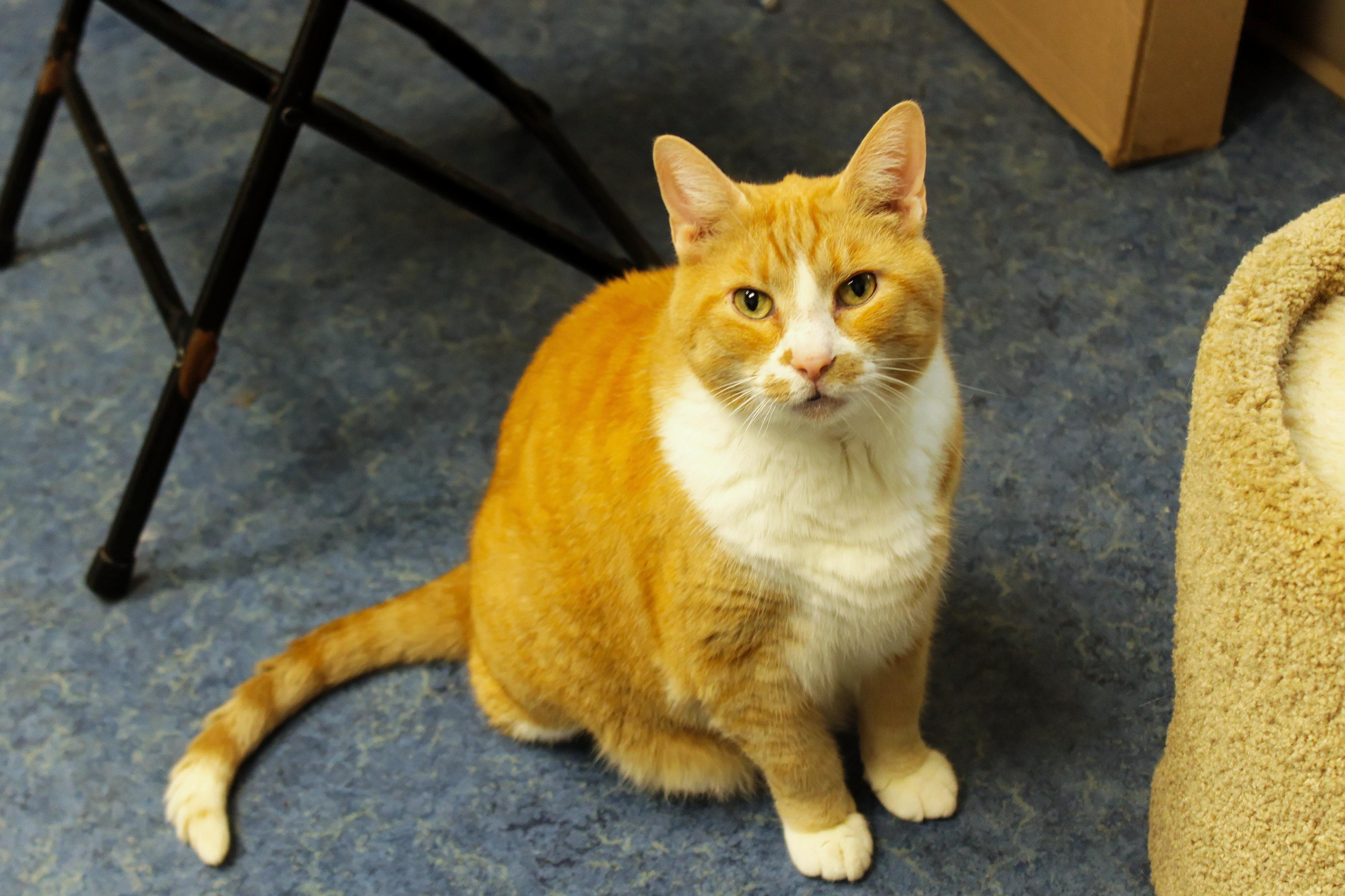 Buddy, a ADOPTABLE Domestic Short Hair in Urbana, OH image 1/6