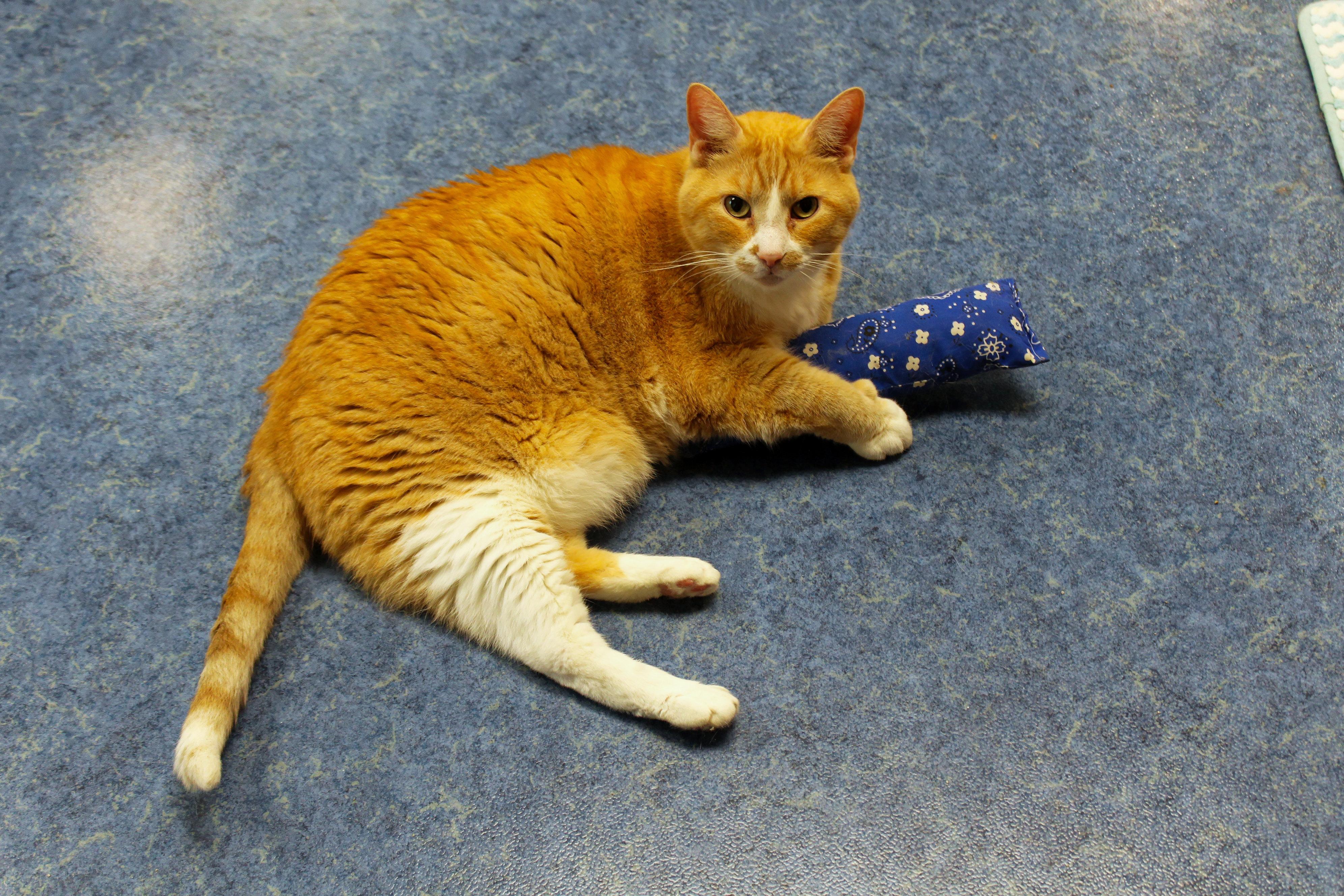 Buddy, a ADOPTABLE Domestic Short Hair in Urbana, OH image 4/6