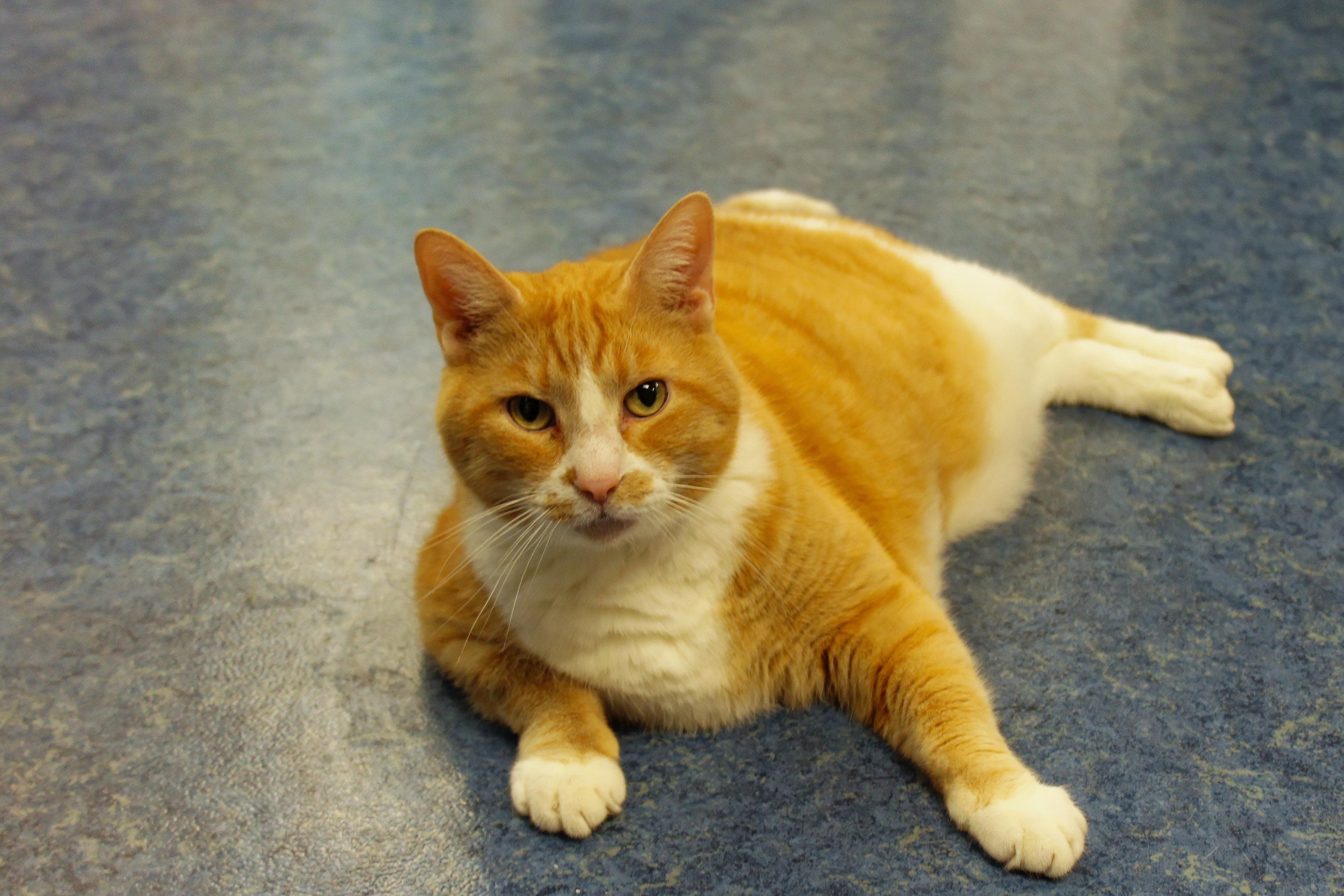 Buddy, a ADOPTABLE Domestic Short Hair in Urbana, OH image 2/6