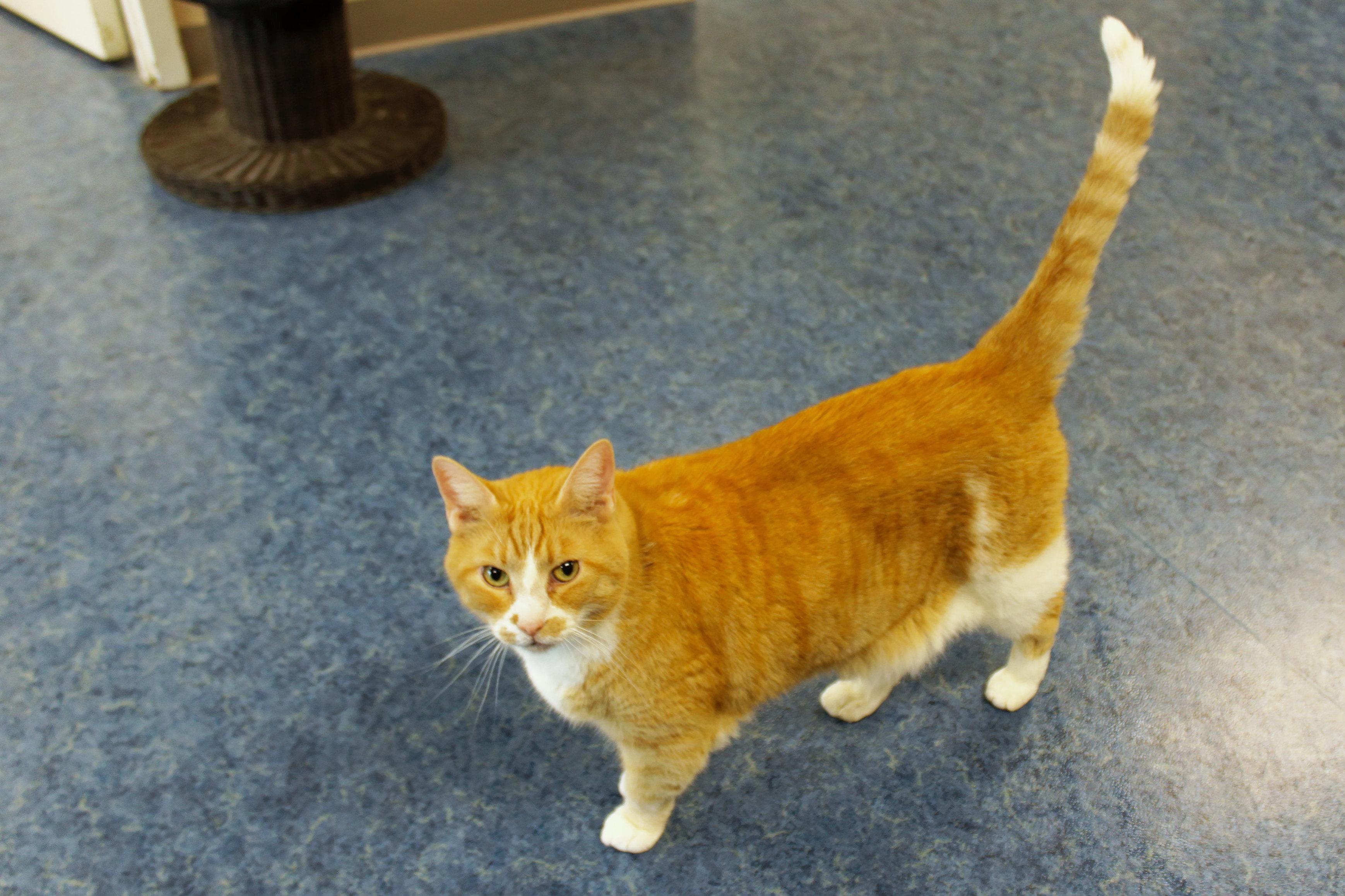 Buddy, a ADOPTABLE Domestic Short Hair in Urbana, OH image 6/6