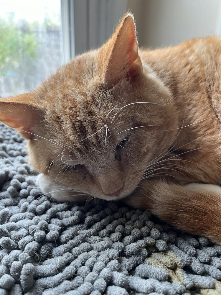 Carrot, Adoptable, Adult Male Domestic Short Hair.