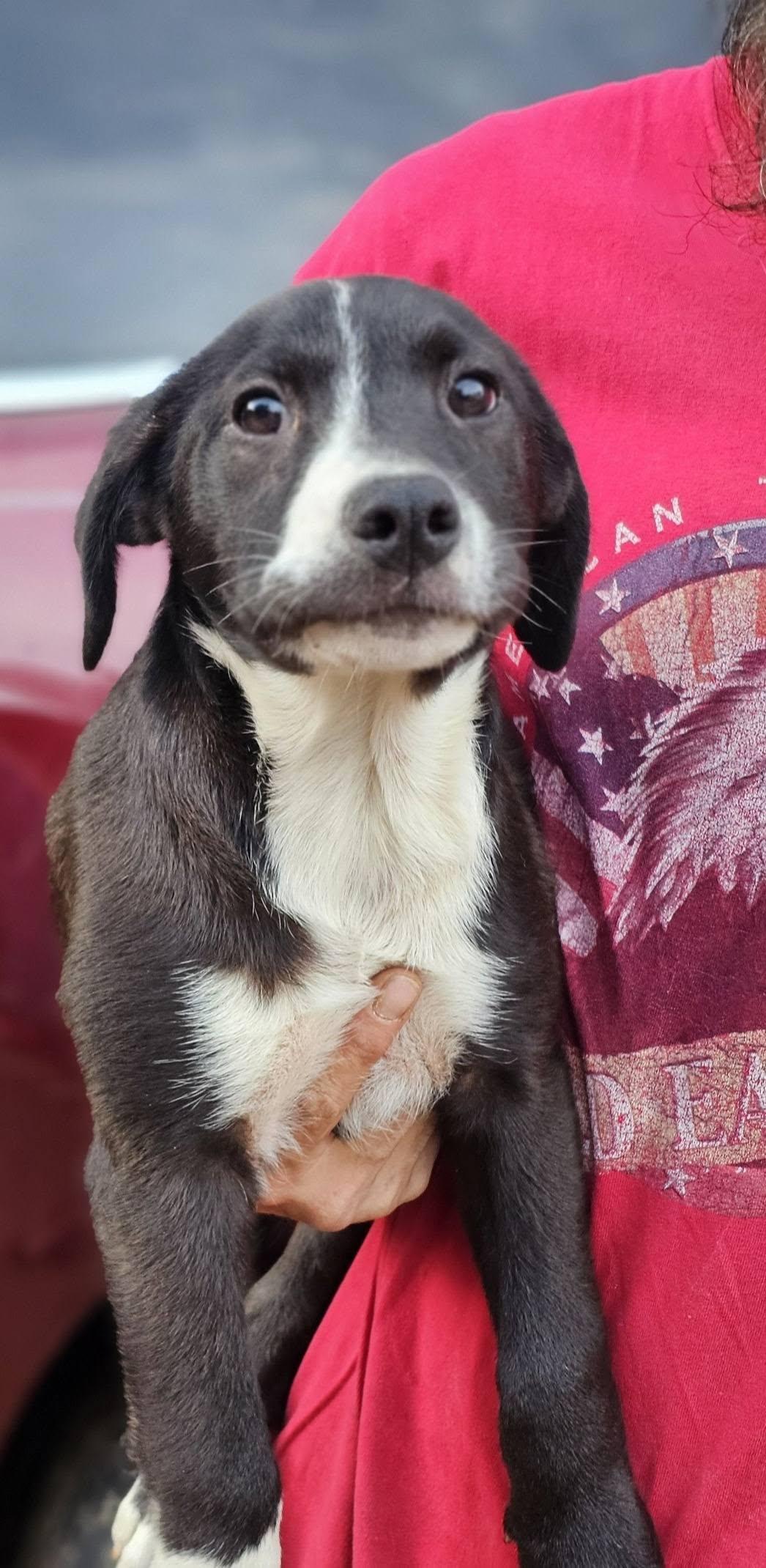 Enlarge Nectar, a ADOPTABLE mixed breed in Fort Payne, AL image 3/4