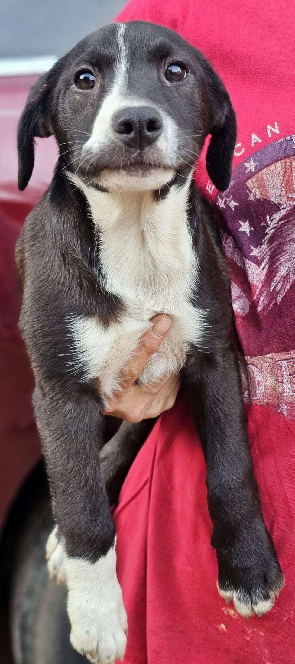 Enlarge Nectar, a ADOPTABLE mixed breed in Fort Payne, AL image 2/4