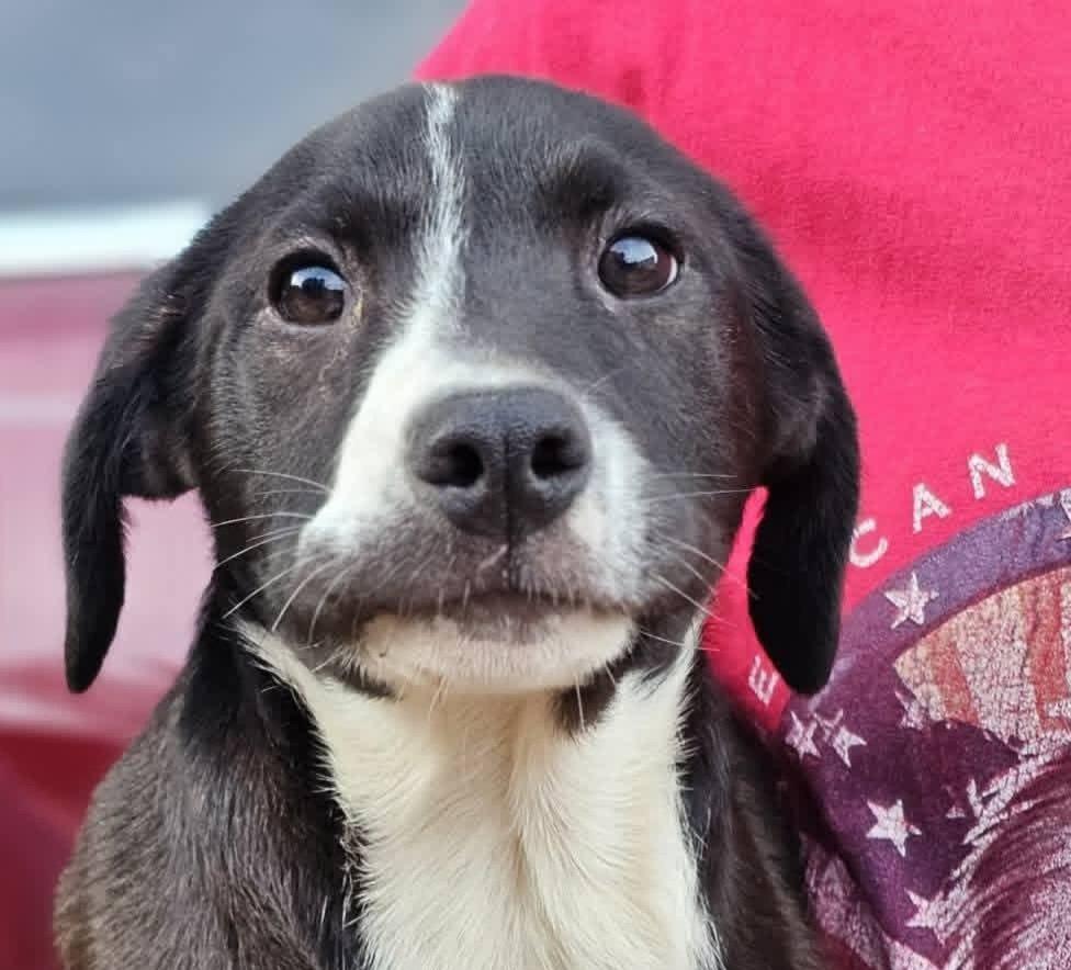 Nectar, ADOPTABLE, Young Male Black Labrador Retriever & Hound.