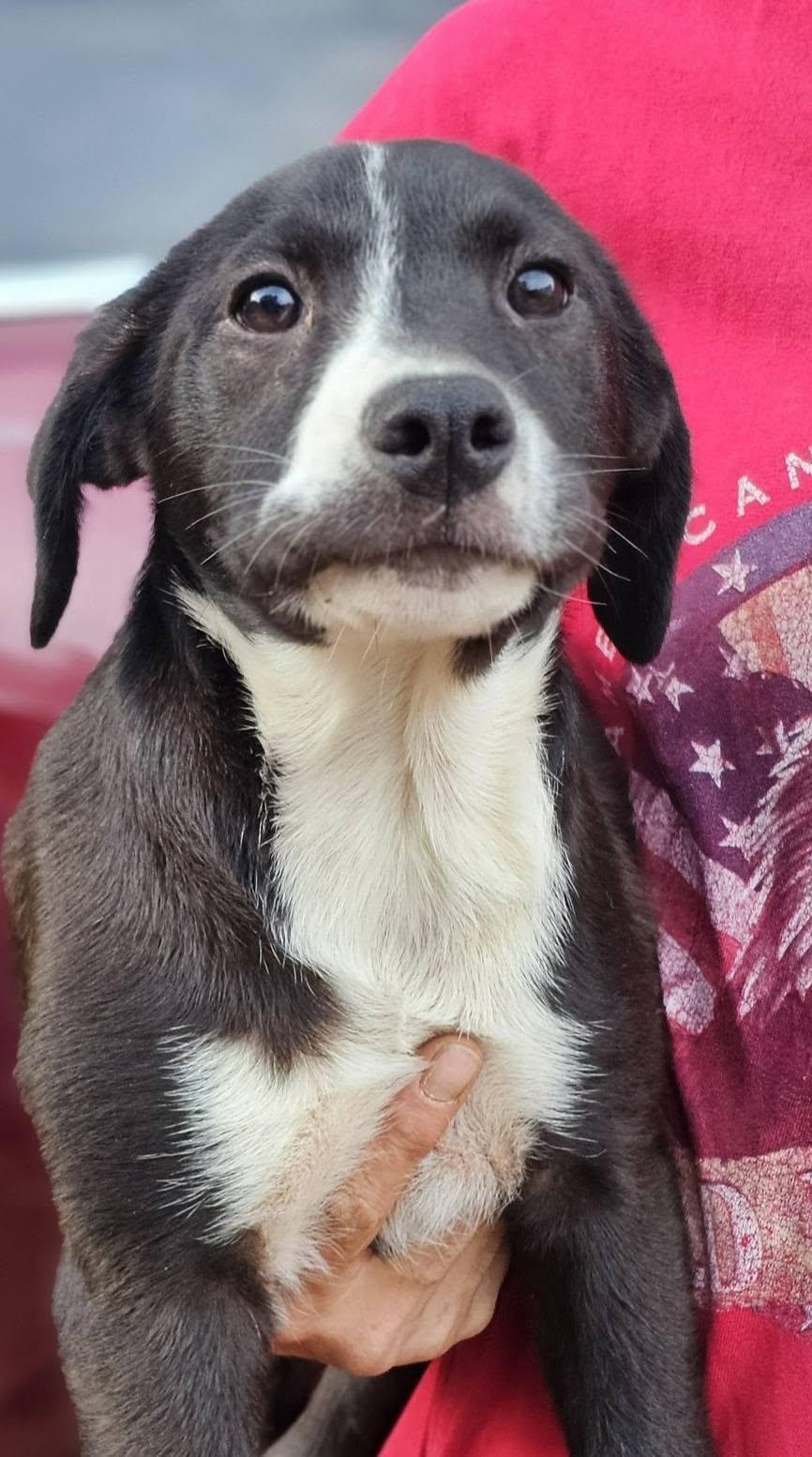 Enlarge Nectar, a ADOPTABLE mixed breed in Fort Payne, AL image 4/4