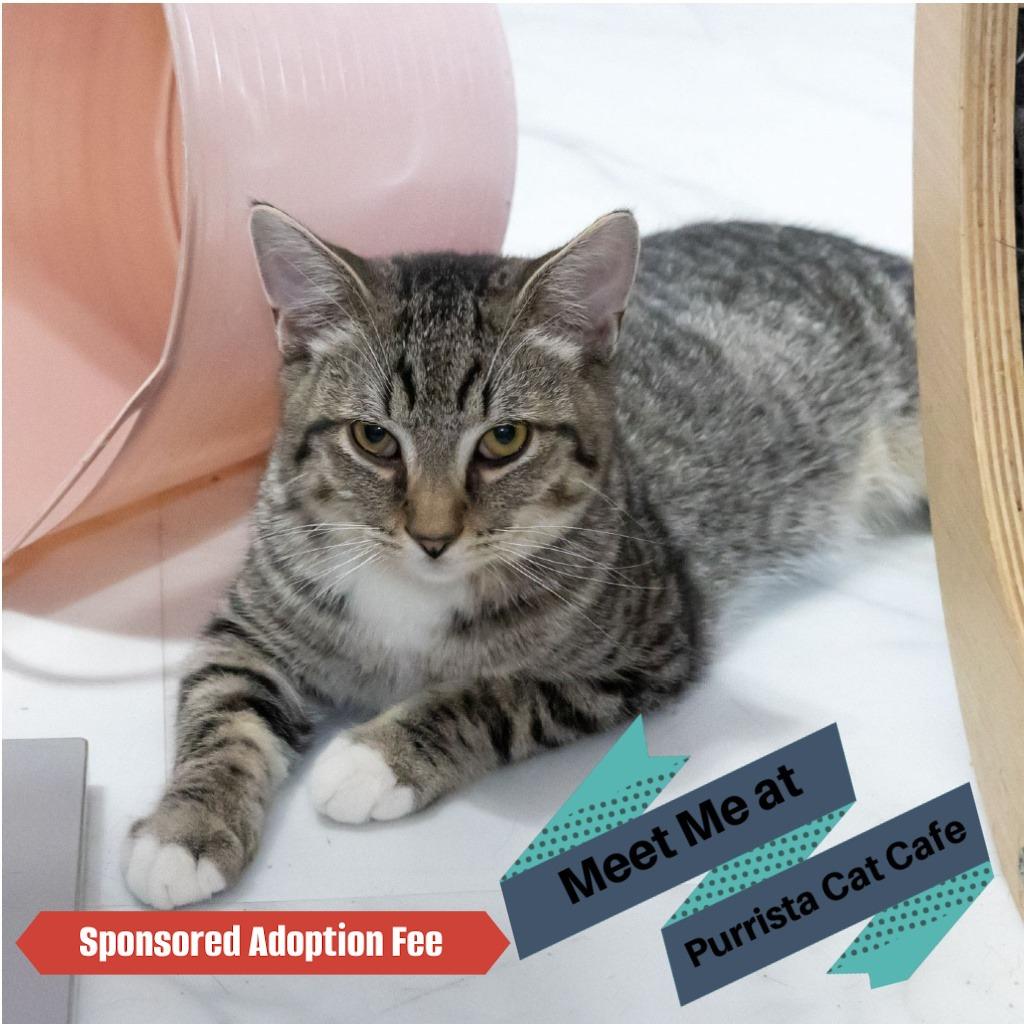 Mosely, Adoptable, Adult Male Domestic Short Hair.
