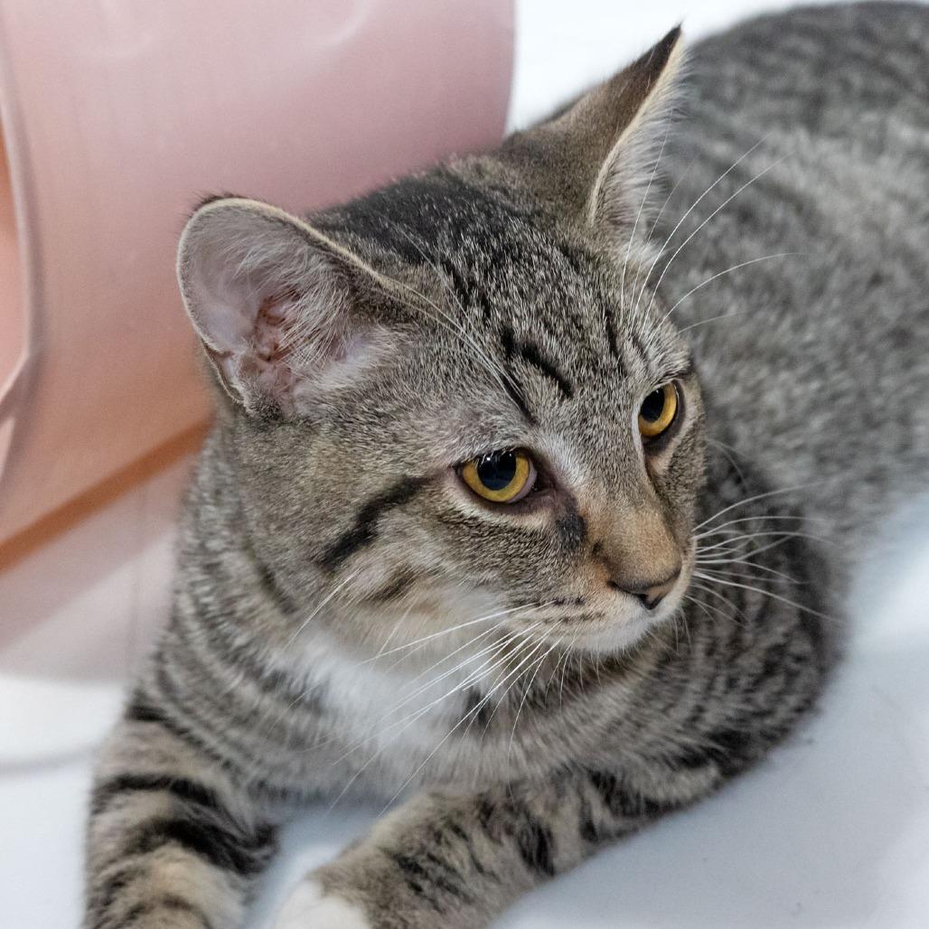 Enlarge Mosely, a Adoptable Domestic Short Hair in McKean, PA image 1/4