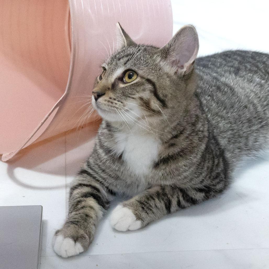 Enlarge Mosely, a Adoptable Domestic Short Hair in McKean, PA image 2/4