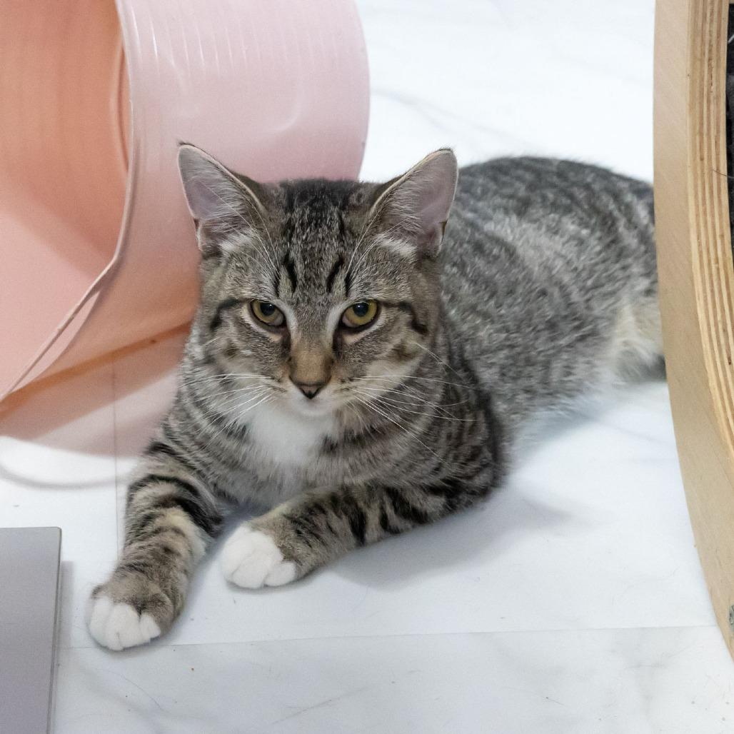 Enlarge Mosely, a Adoptable Domestic Short Hair in McKean, PA image 3/4