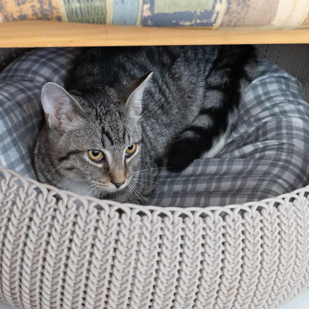 Enlarge Mosely, a Adoptable Domestic Short Hair in McKean, PA image 4/4