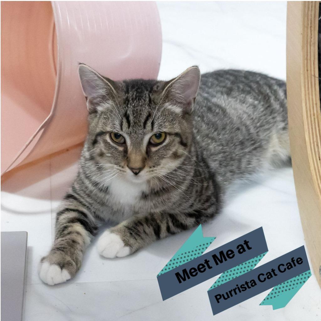 Mosely, a Adoptable Domestic Short Hair in McKean, PA image 5/5