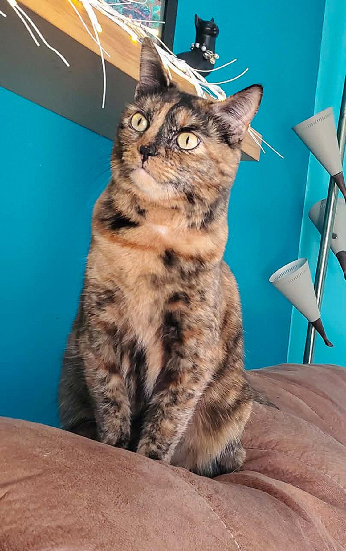RIPLEY, Adopted, Adult Female Domestic Short Hair.