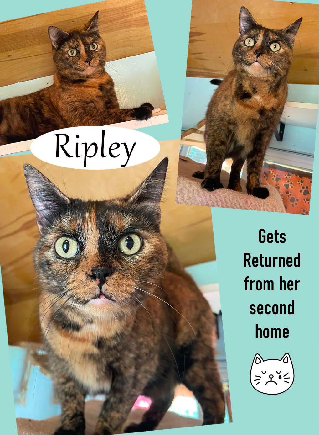 Enlarge RIPLEY, a Adopted Domestic Short Hair in Flint Hill, VA image 2/3