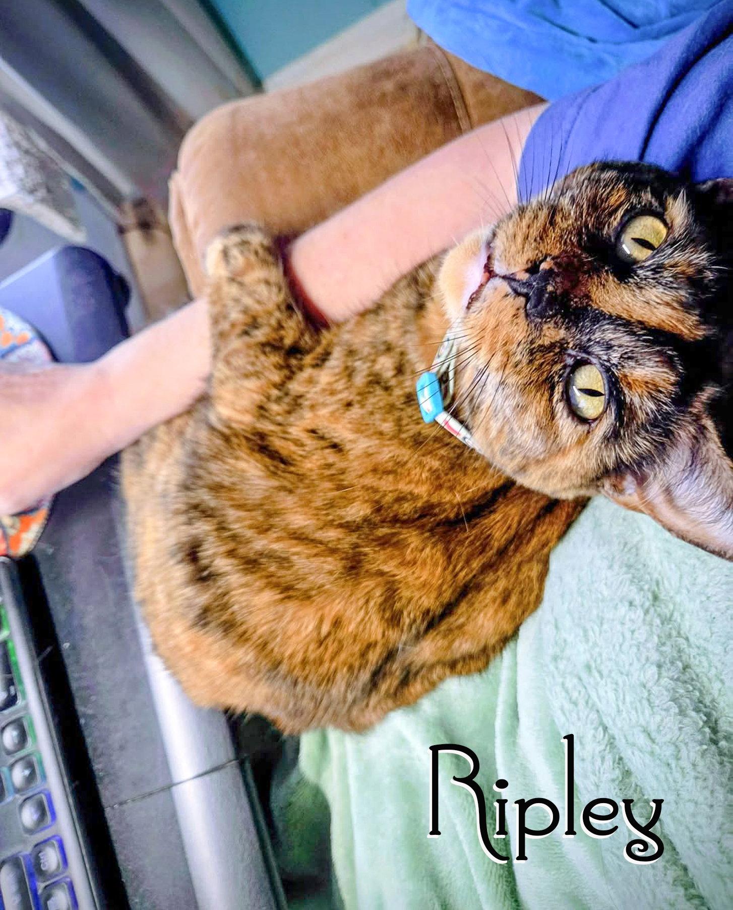 Enlarge RIPLEY, a Adopted Domestic Short Hair in Flint Hill, VA image 3/3