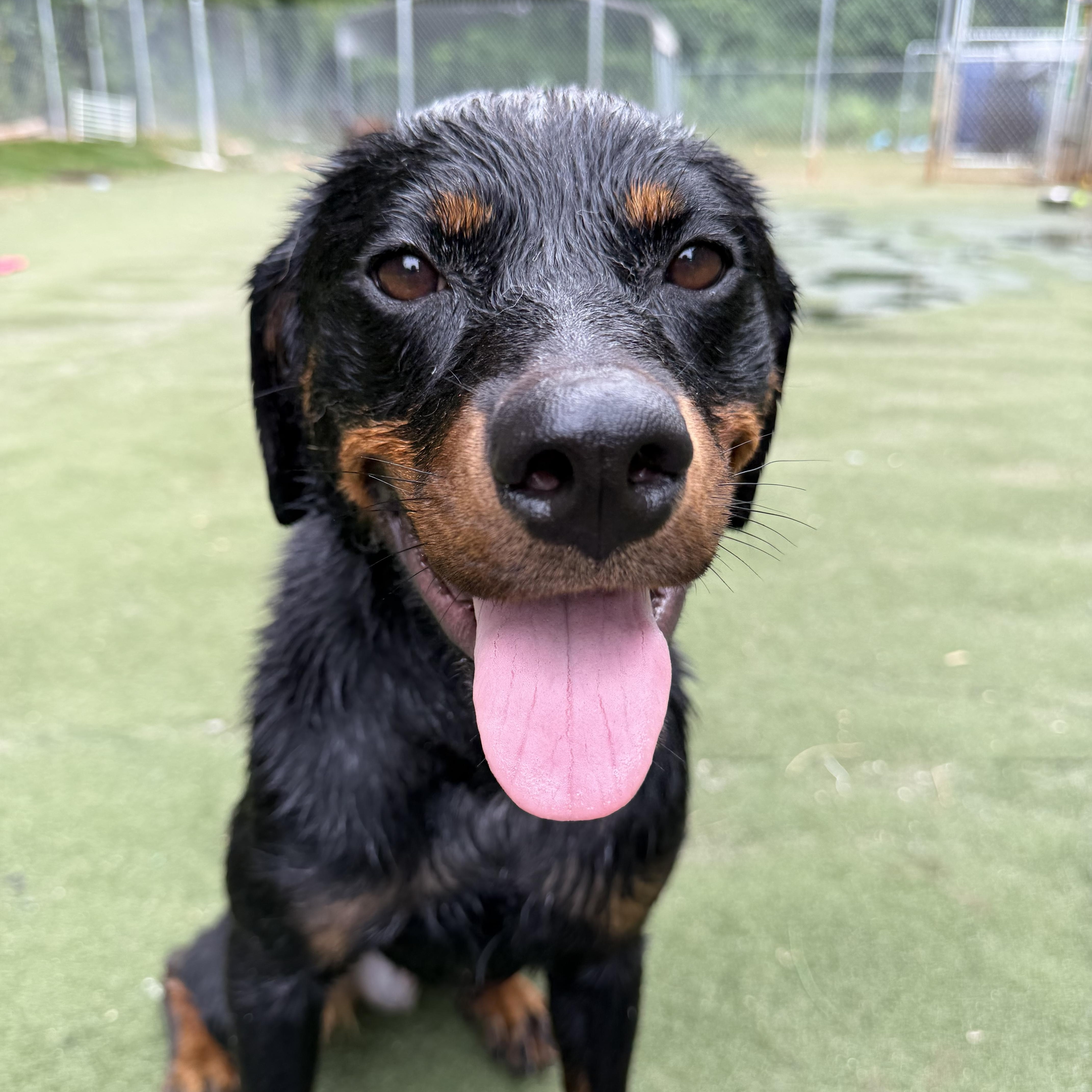 Moxie, an adopted mixed breed in Charlotte, NC image 3/6