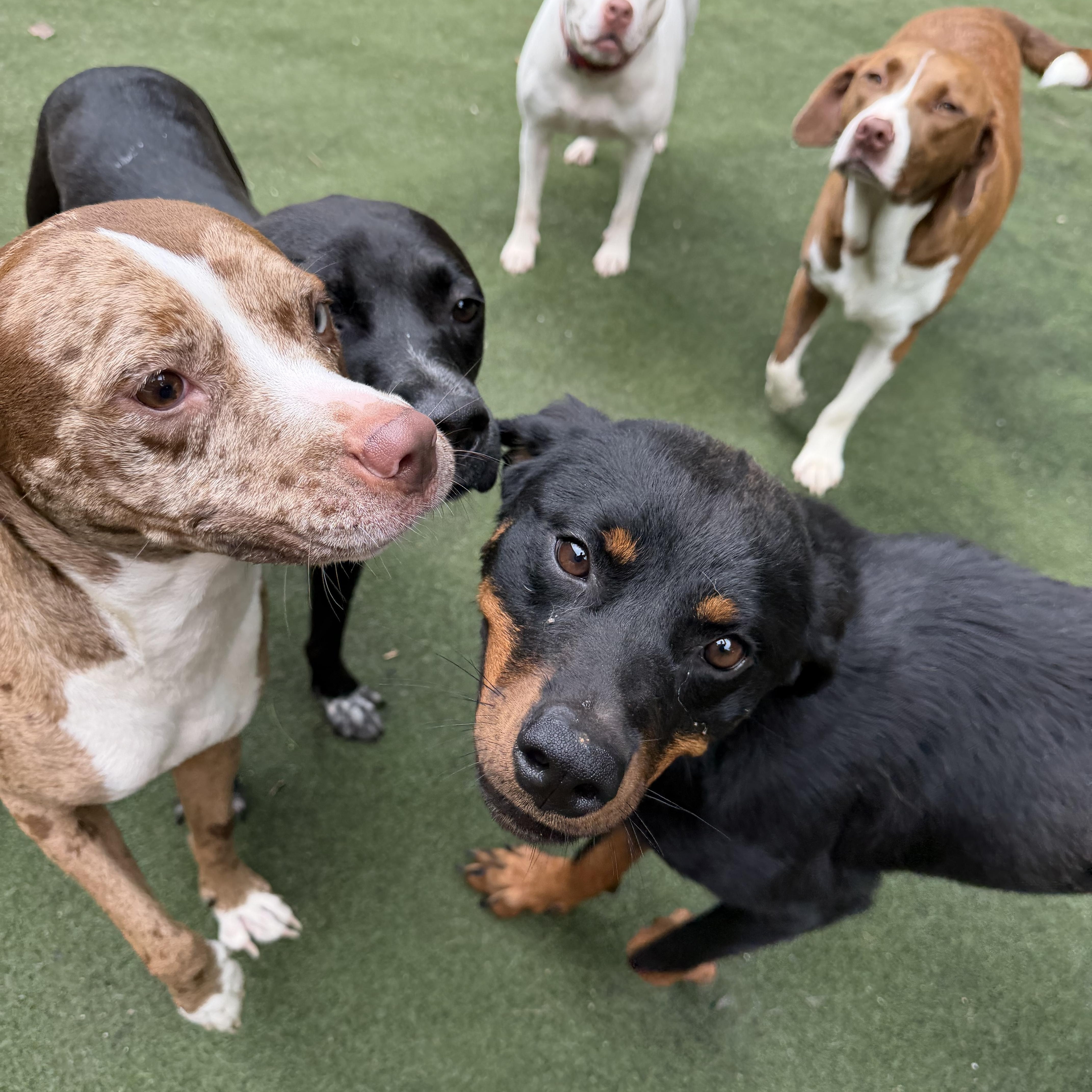 Moxie, an adopted mixed breed in Charlotte, NC image 6/6