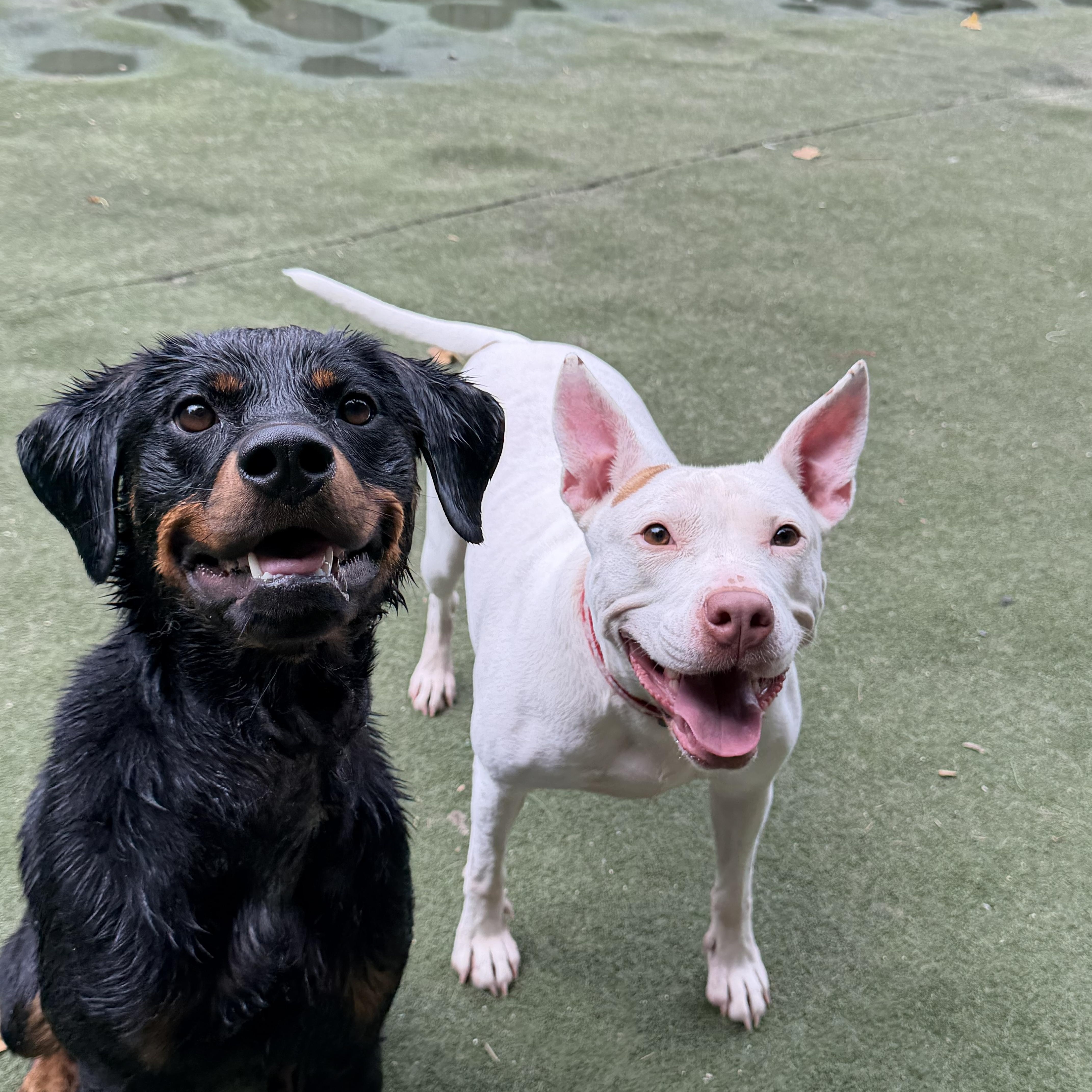 Moxie, an adopted mixed breed in Charlotte, NC image 5/6