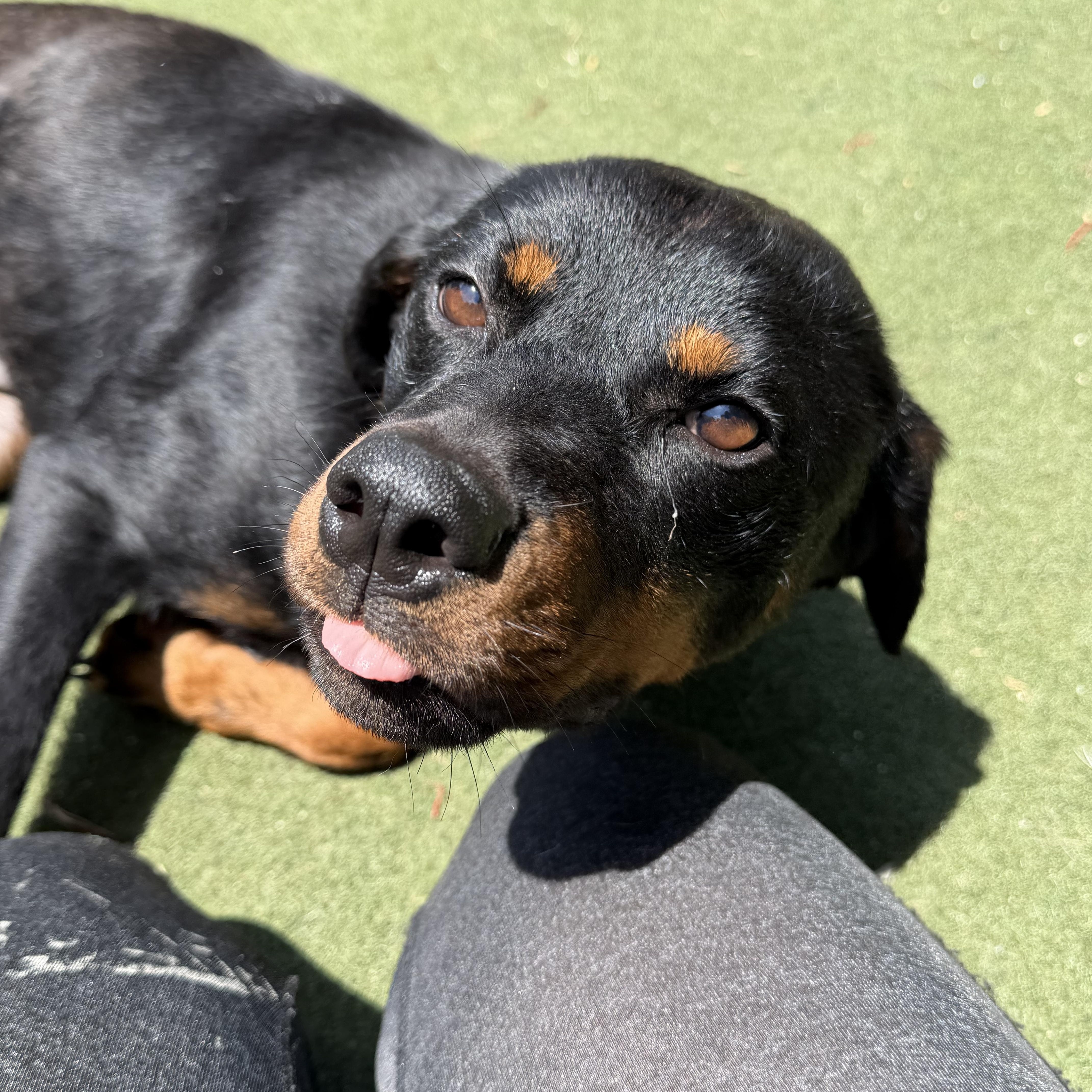 Moxie, an adopted mixed breed in Charlotte, NC image 4/6